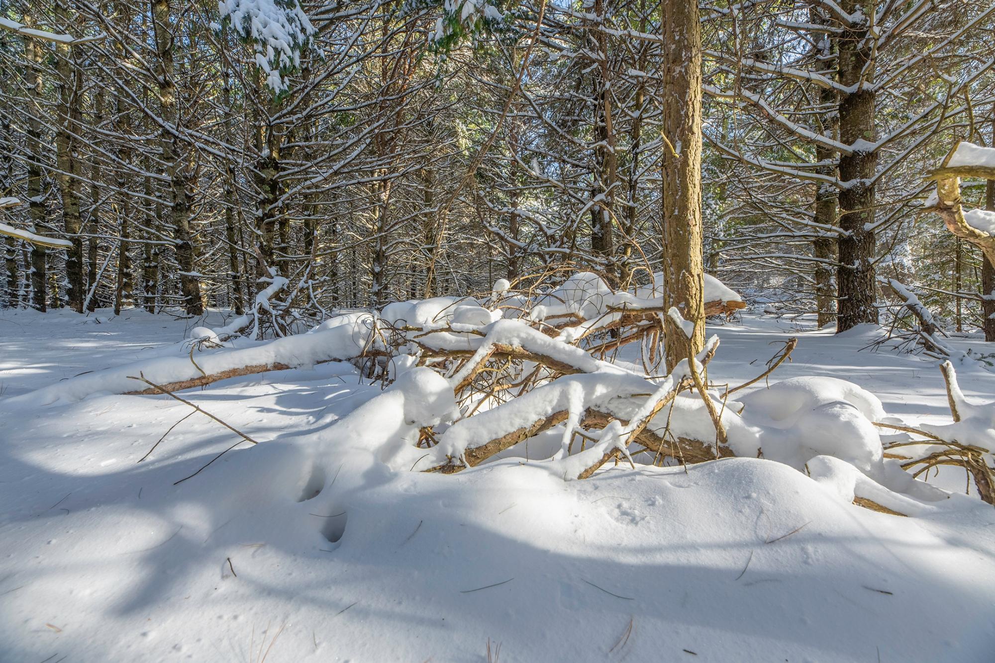 Undocumented Lake Property Off Hwy 45 Photo 6