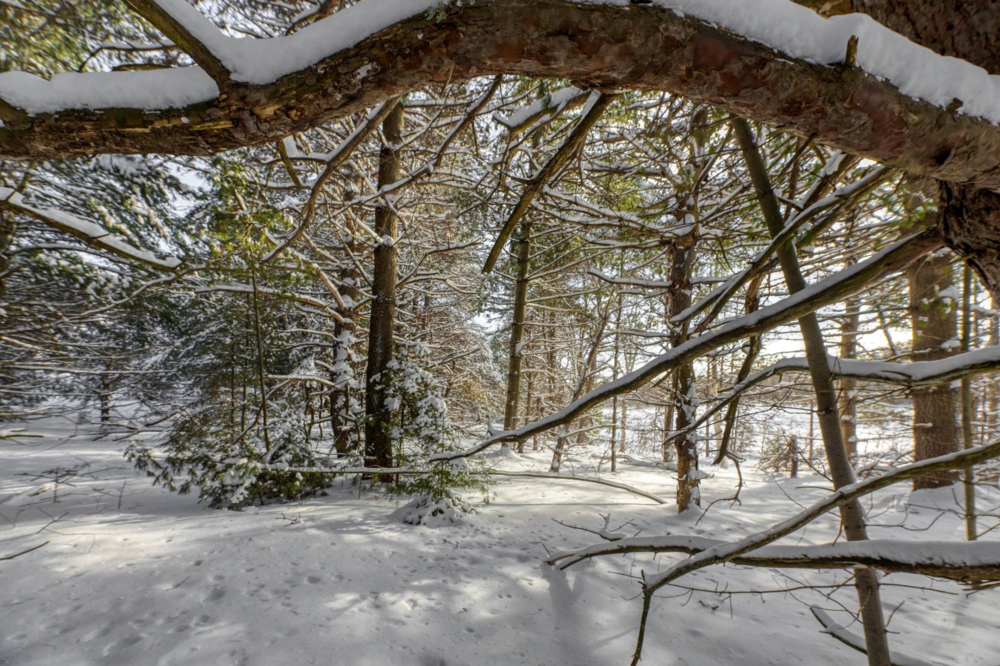 Undocumented Lake Property Off Hwy 45 Photo 7