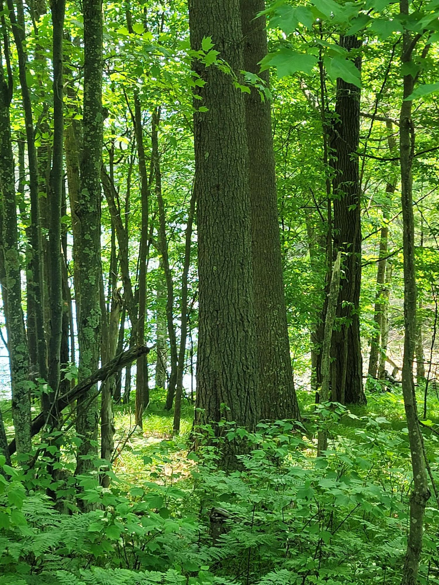 Wind Pudding Lake Property 6069 Windpudding Dr N Photo 9