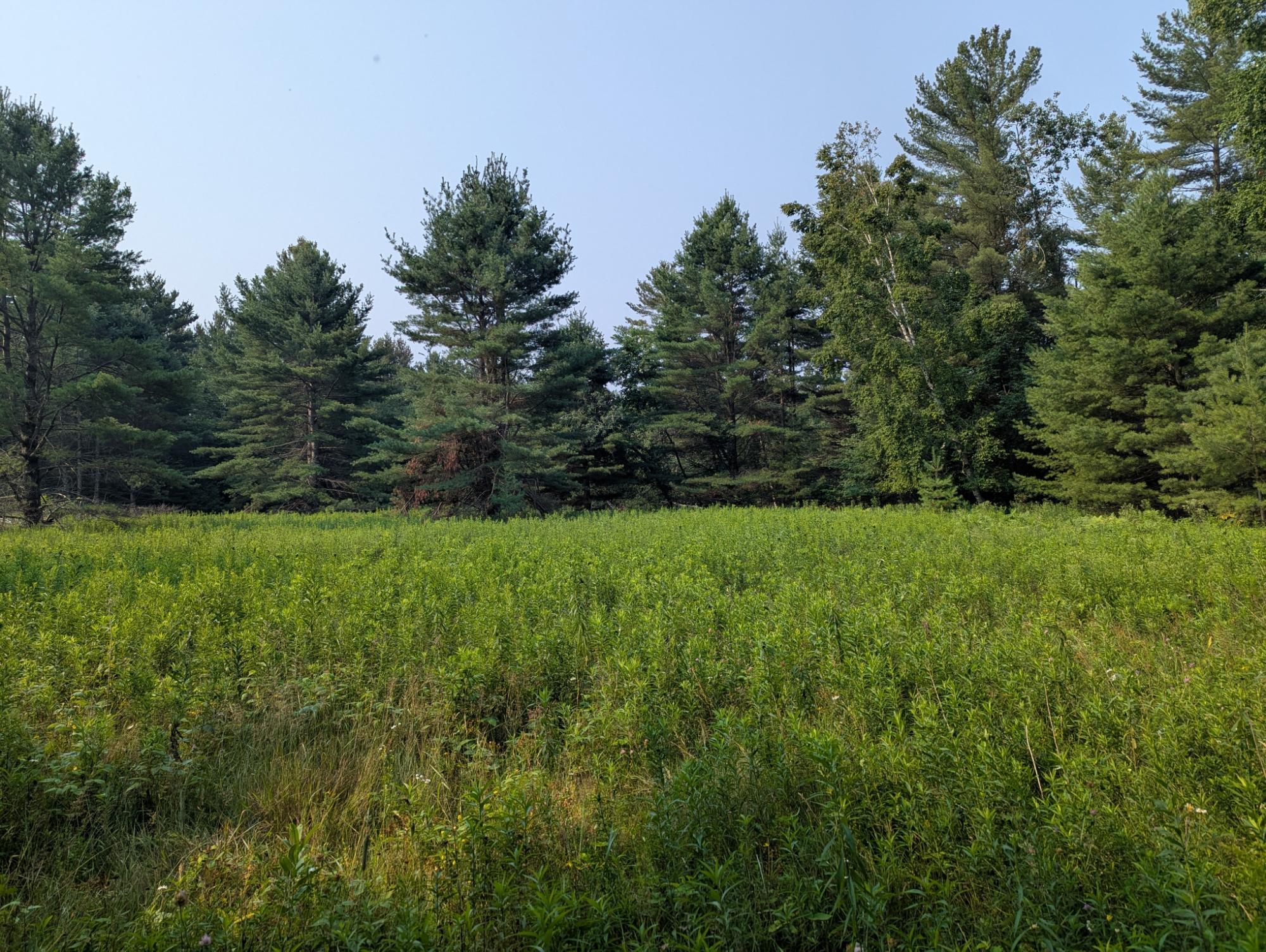 Squash Lake Property 7010 Long Lake Rd Photo 23