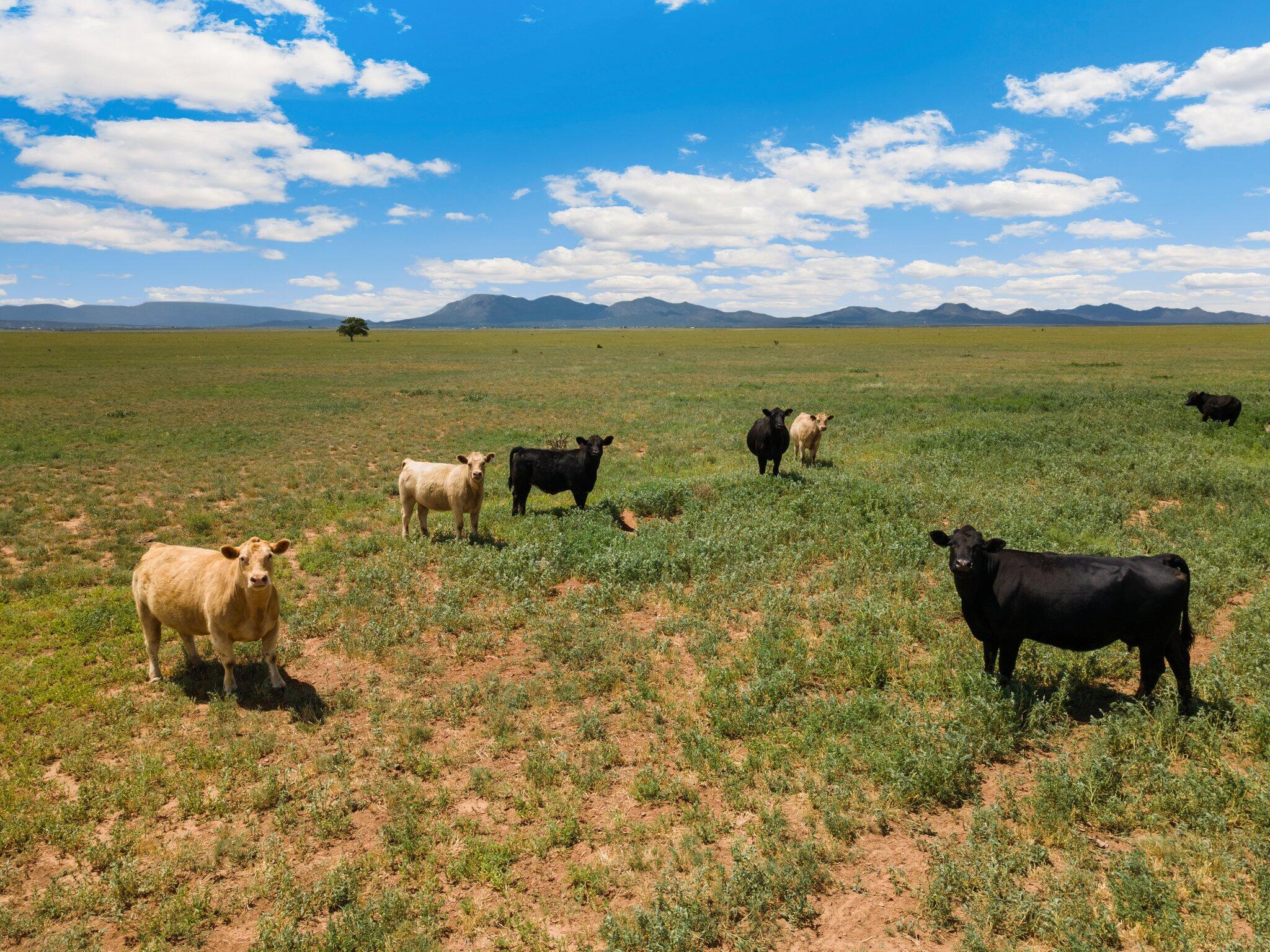 Homes for sale in Stanley, NM | (Undisclosed), Stanley, NM 87056 | MLS# 1087226