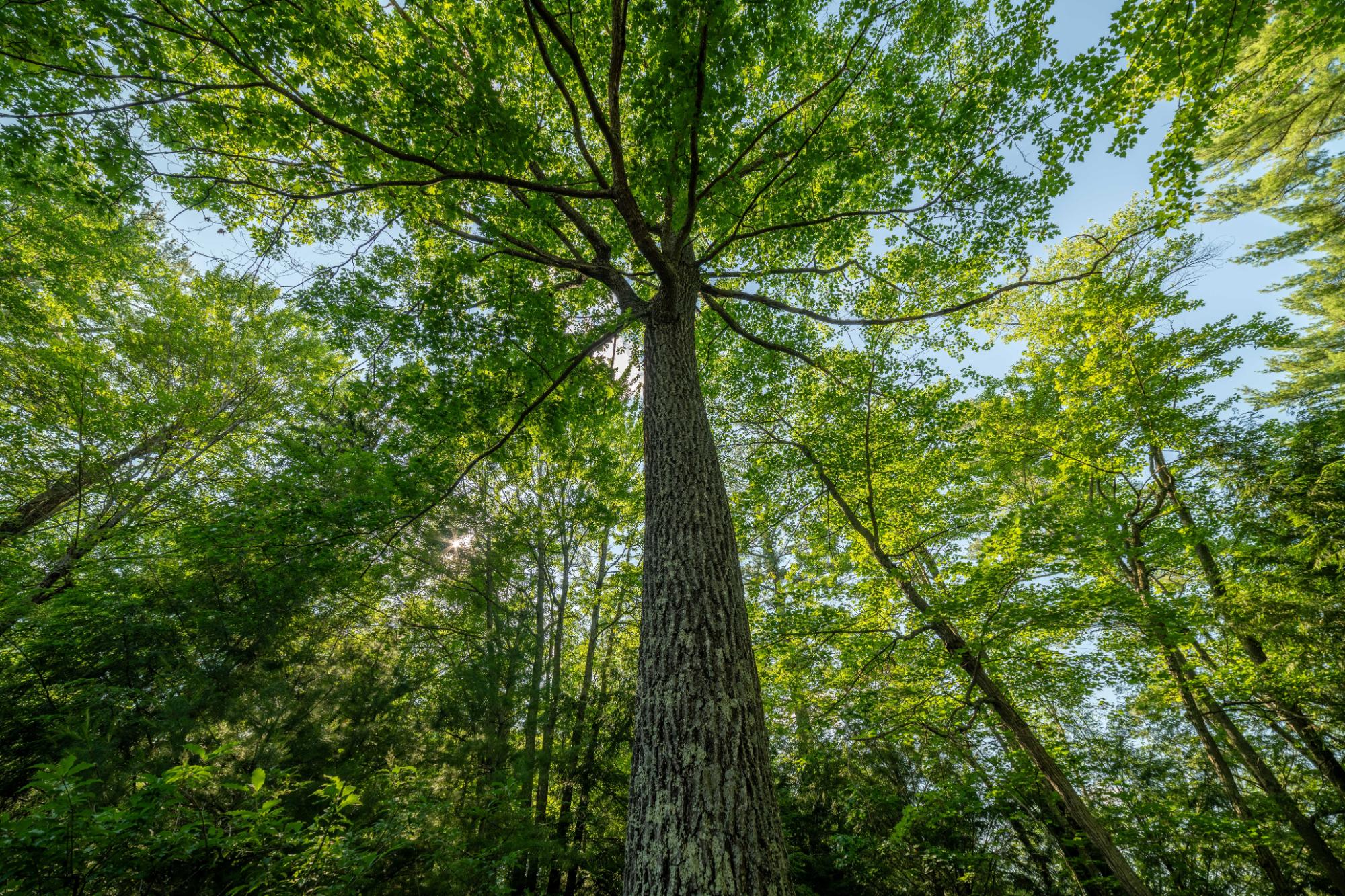 Lake Creek Property 4239 Forest Point Dr Photo 49