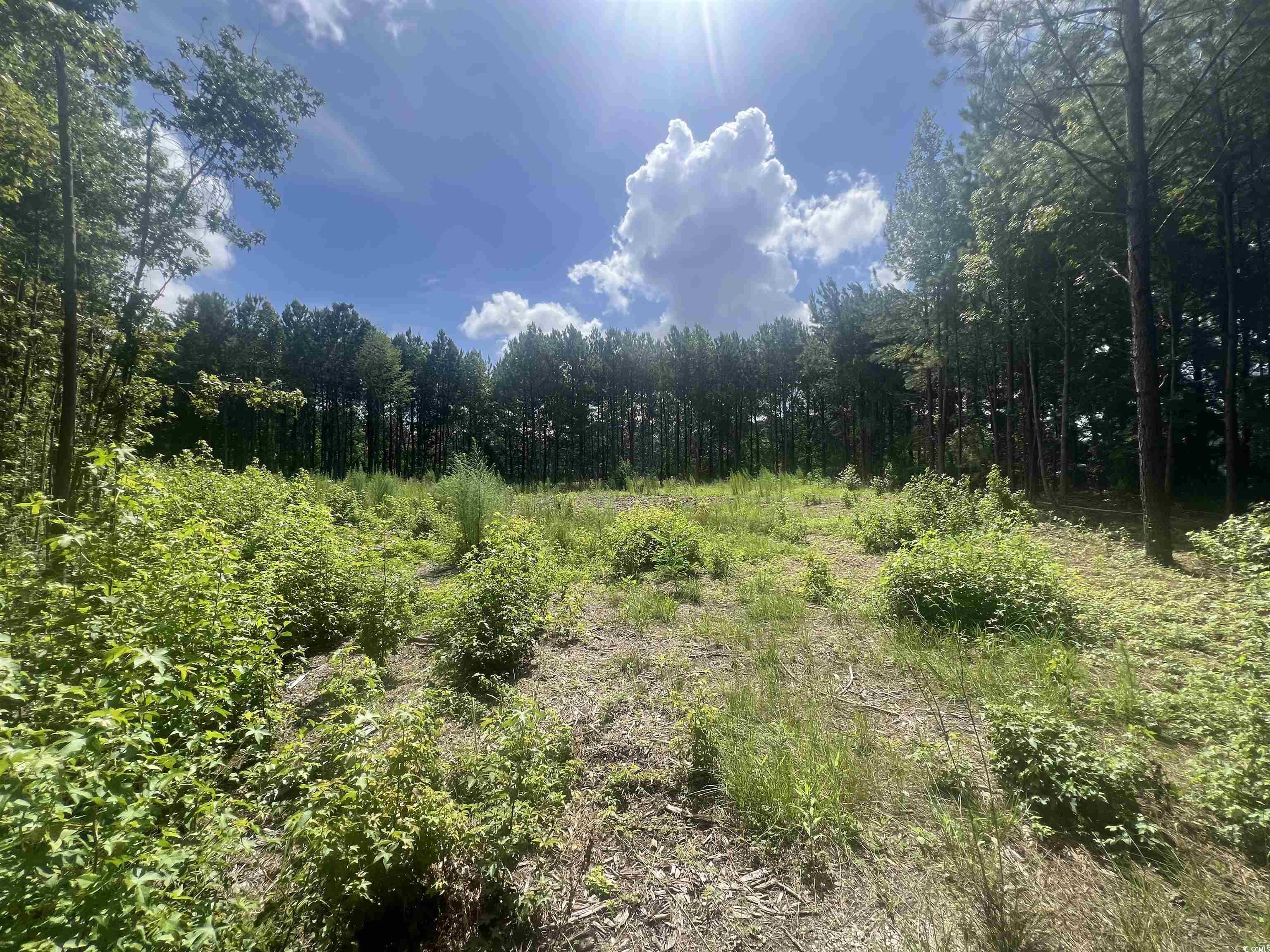 TBD Lot 6B Red Bluff Rd. Loris, SC 29569