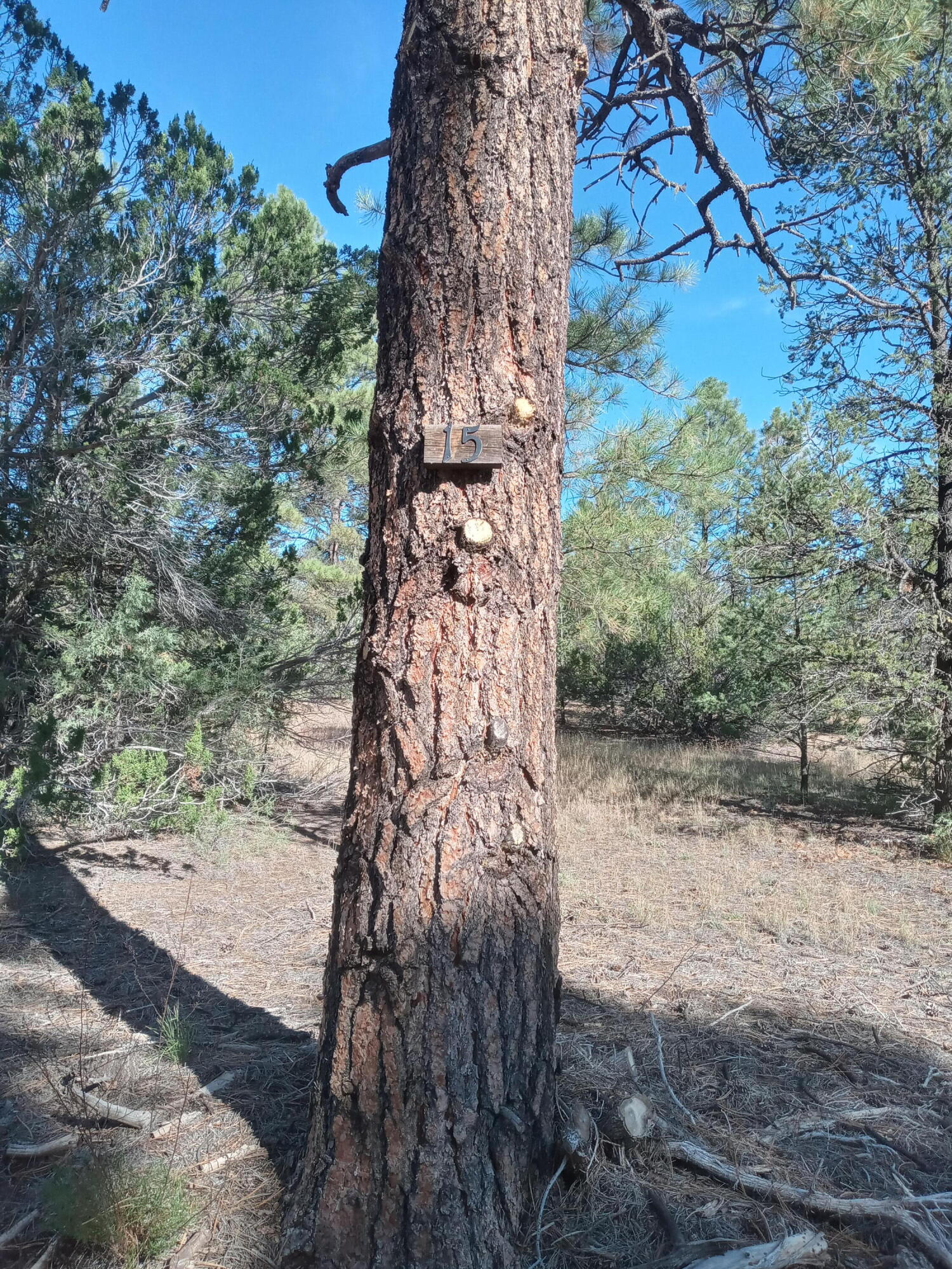 Homes for sale in Ramah, NM | Lot 15 Yucca Dr, Ramah, NM 87321 | MLS# 1088174