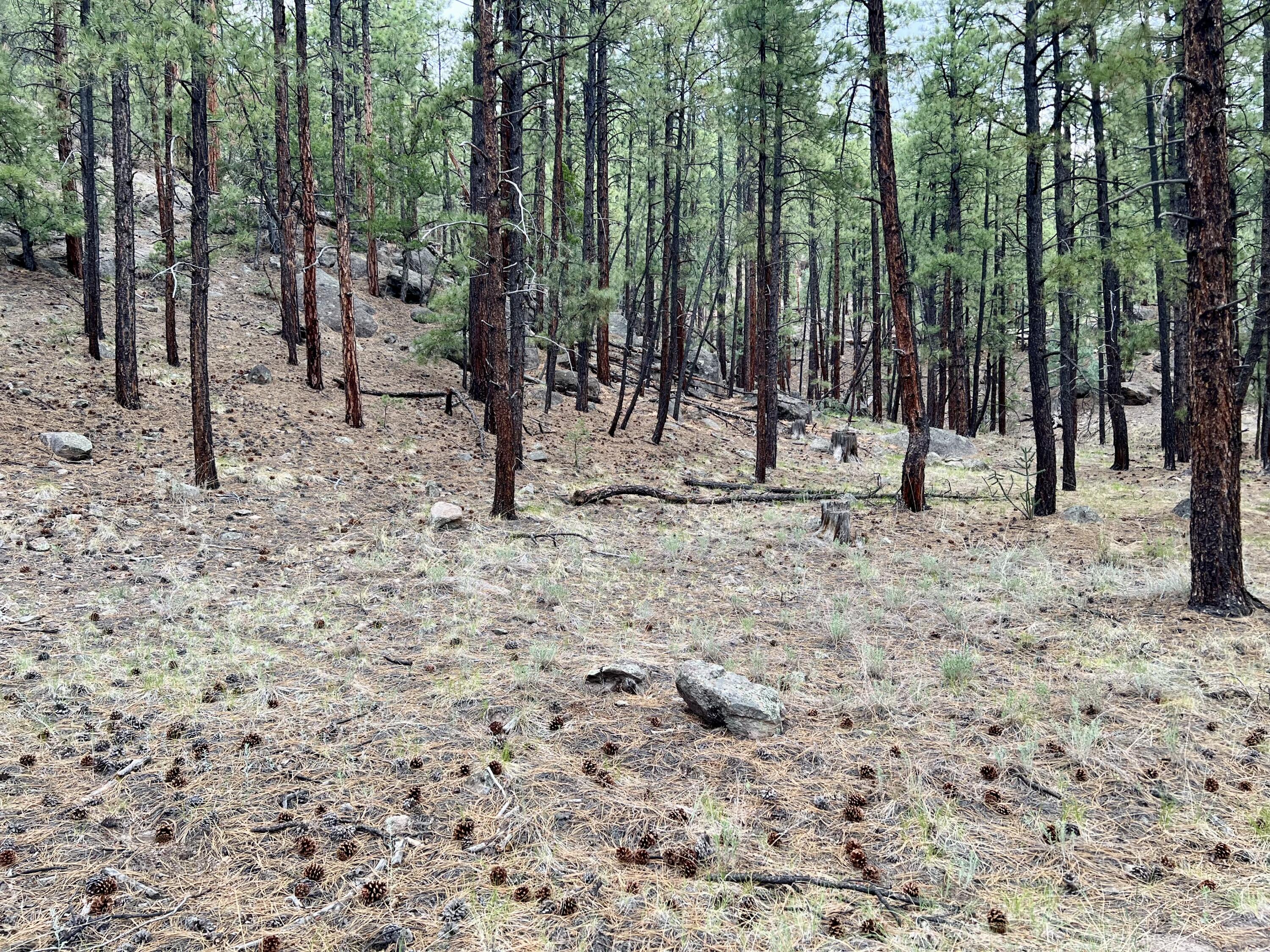 Homes for sale in Jemez Springs, NM | Lot 36 Spruce Loop, Jemez Springs, NM 87025 | MLS# 1088193