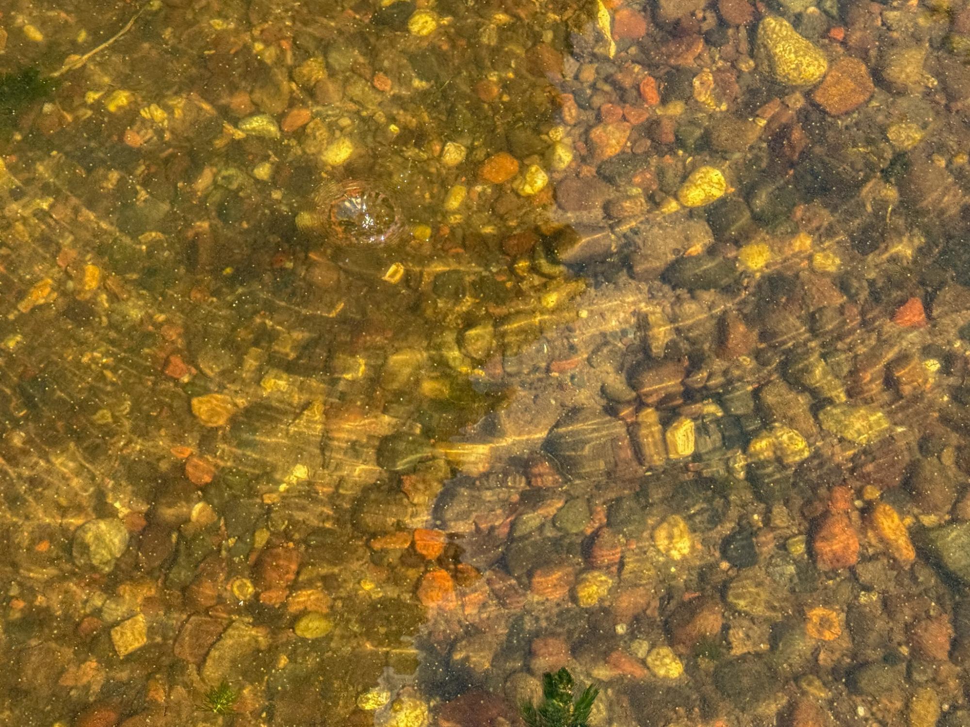 Big Arbor Vitae Property 10338 Big Arbor Vitae Dr Photo 10