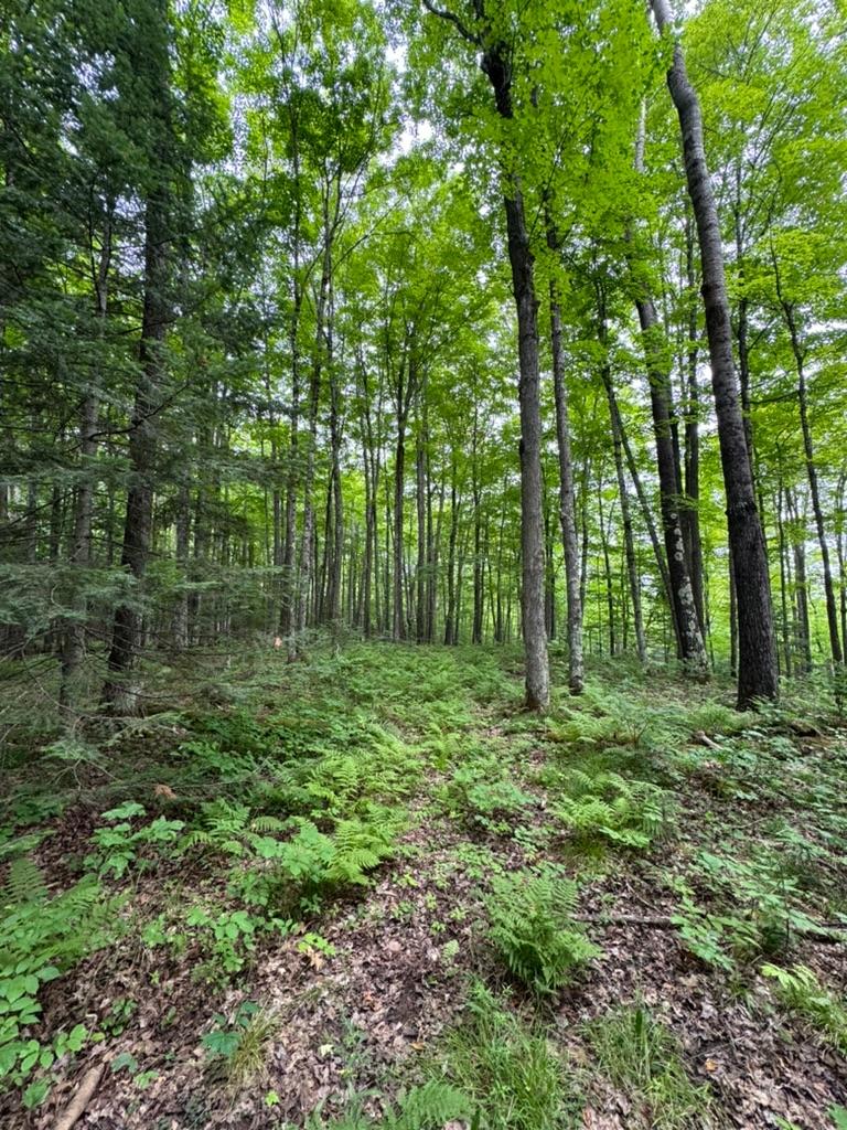 Stateline Lake Property Lot 2 Benson Rd Photo 6