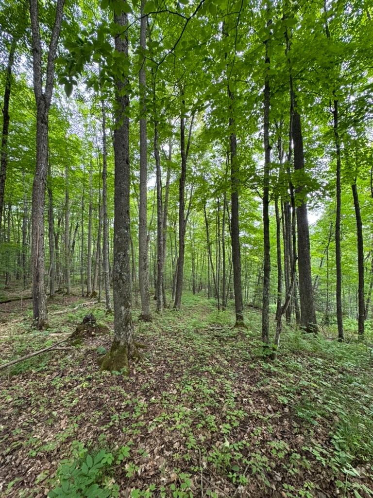 Stateline Lake Property Lot 2 Benson Rd Photo 7