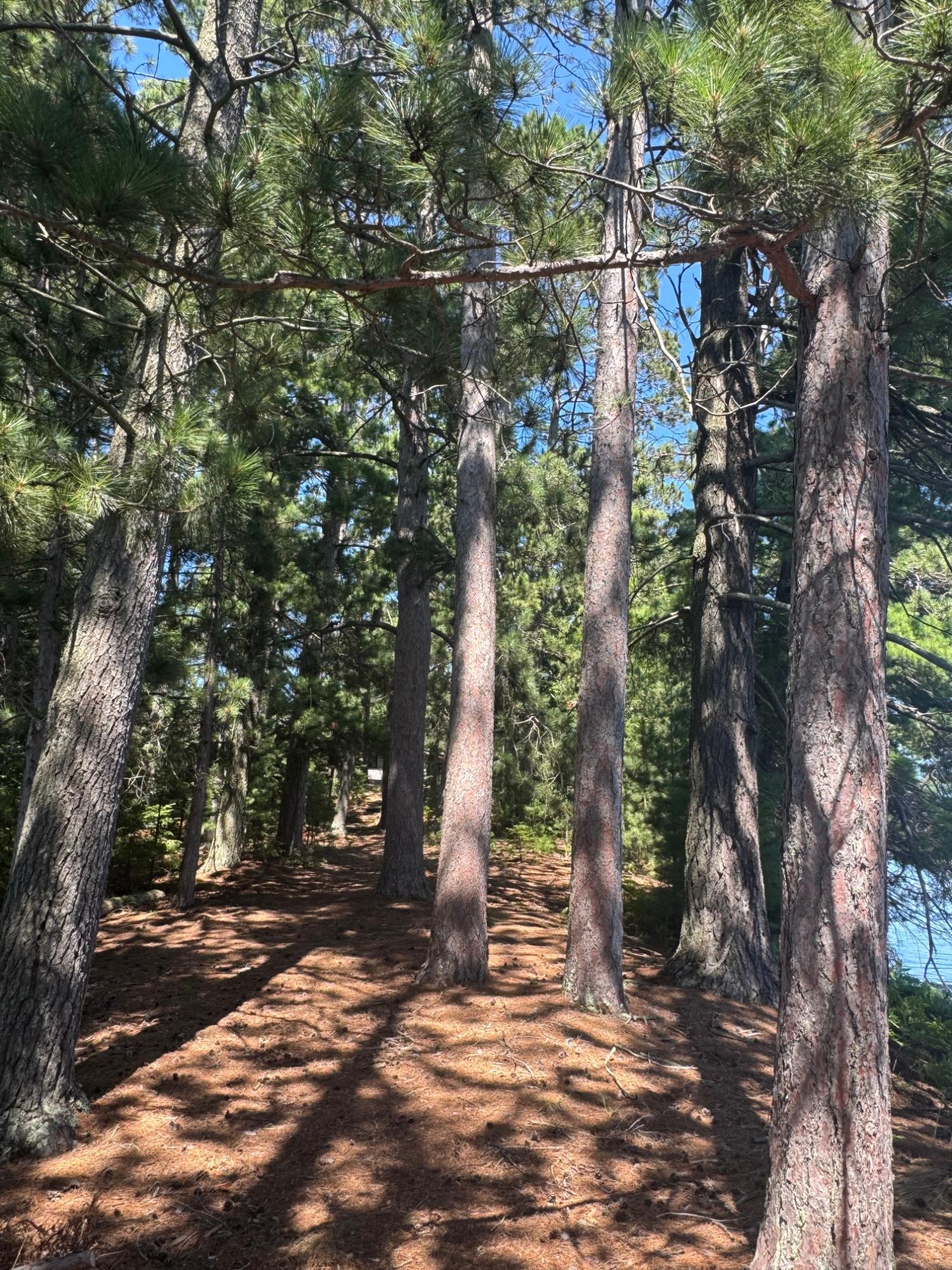 Big Fork Lake Property 553 Reed Rd Photo 32