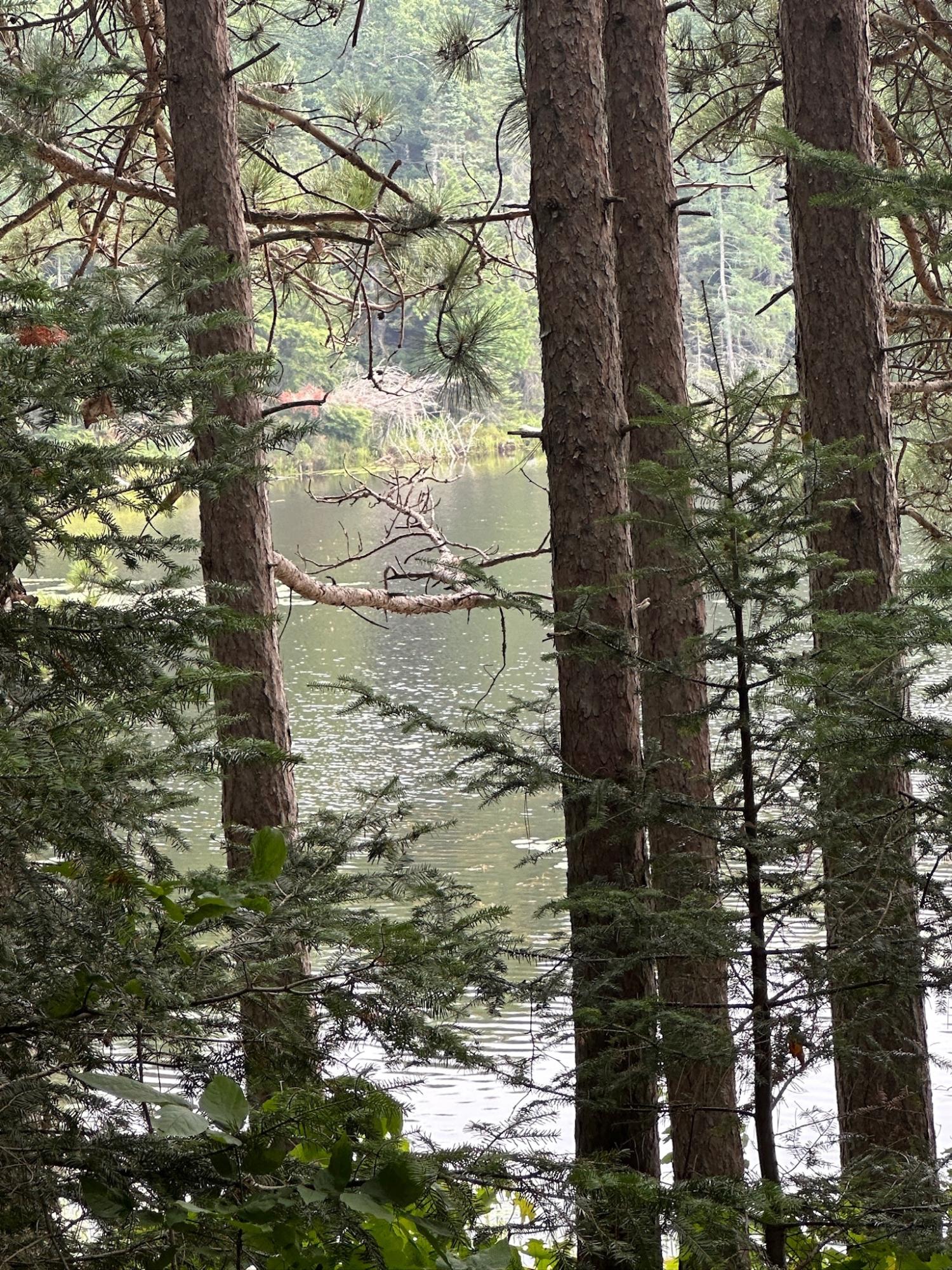 Undocumented Lake Property 8380 Harris Lake Rd E Photo 38