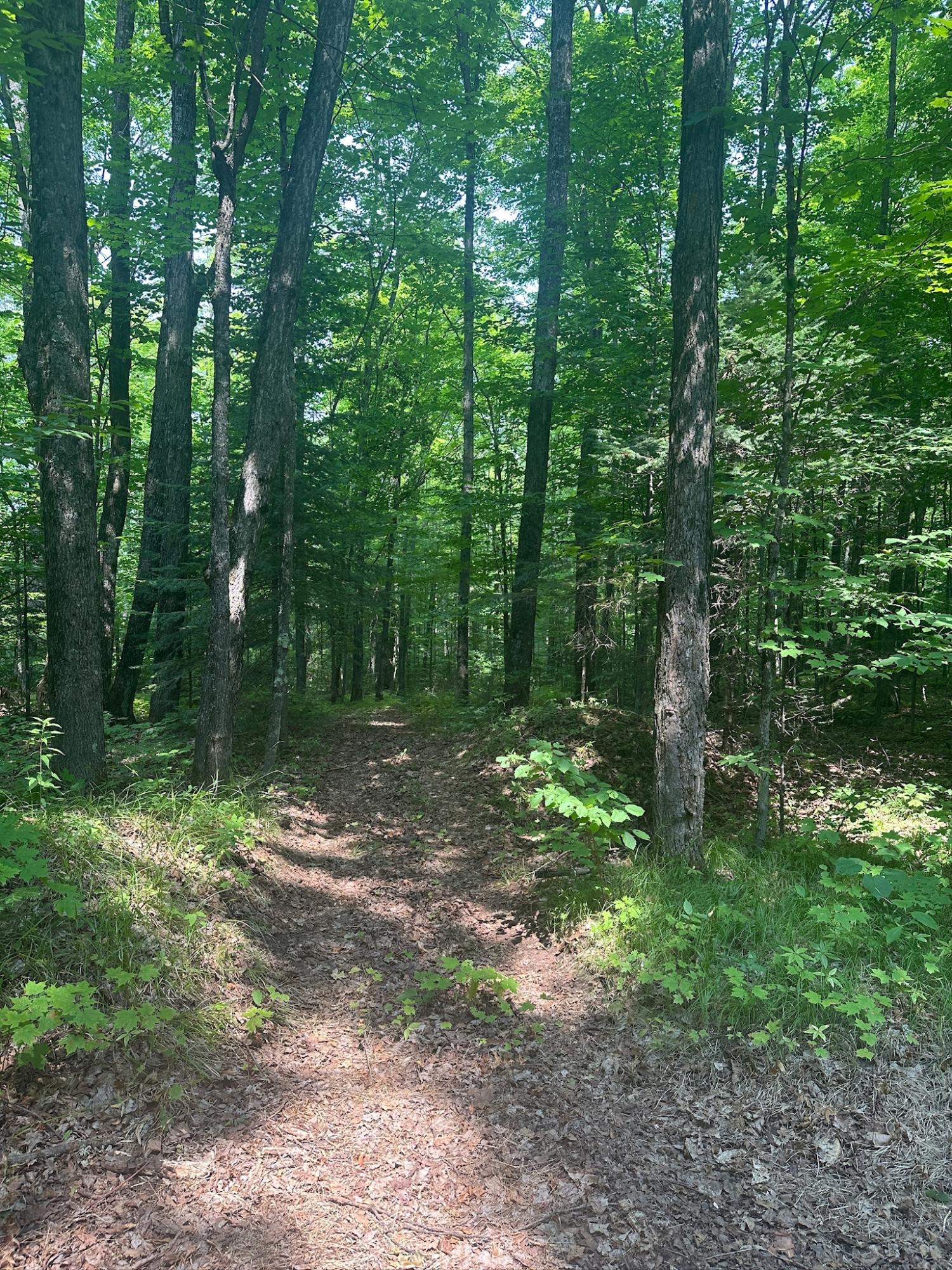 Undocumented Lake Property 8380 Harris Lake Rd E Photo 40