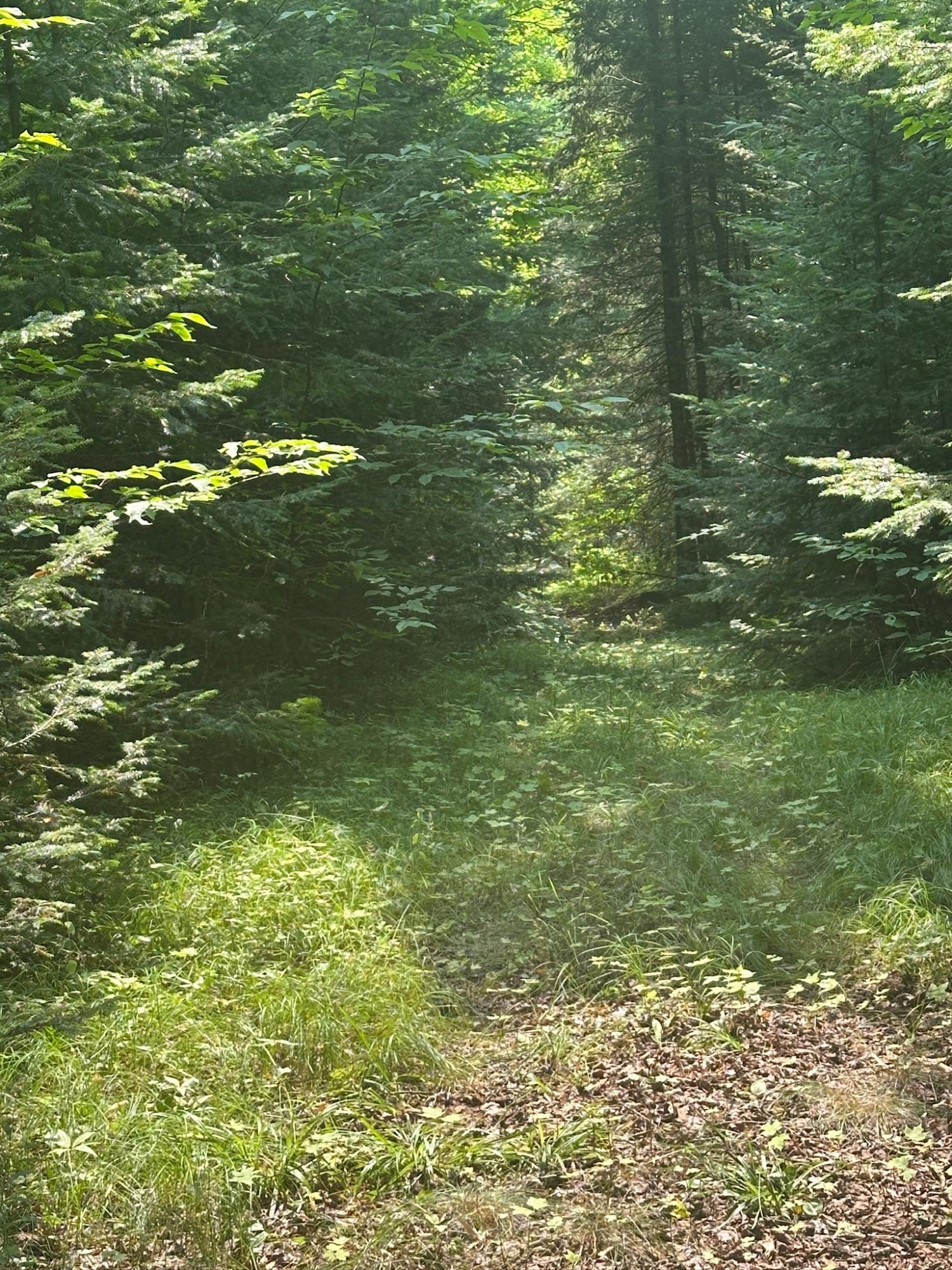 Undocumented Lake Property 8380 Harris Lake Rd E Photo 42