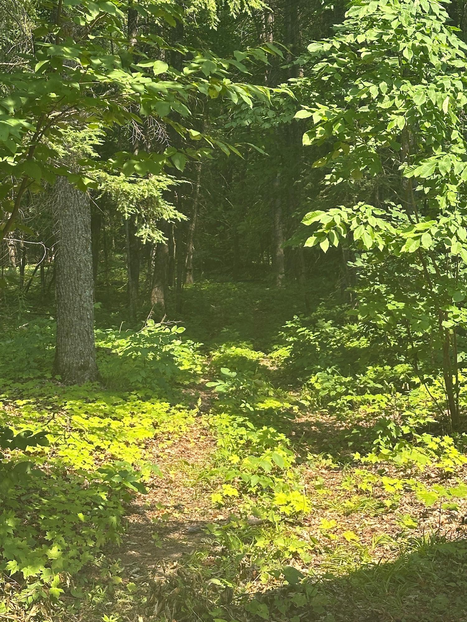 Undocumented Lake Property 8380 Harris Lake Rd E Photo 58