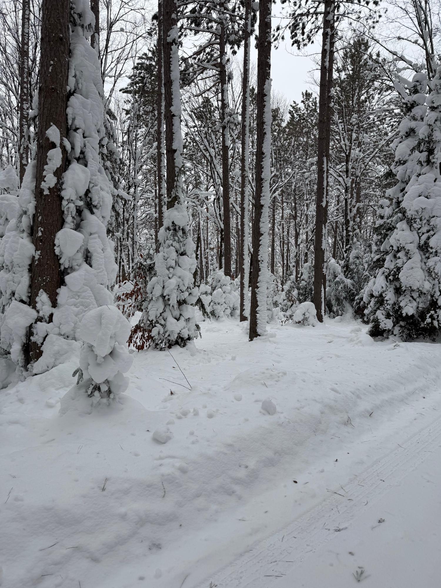 Undocumented Lake Property 8380 Harris Lake Rd E Photo 84