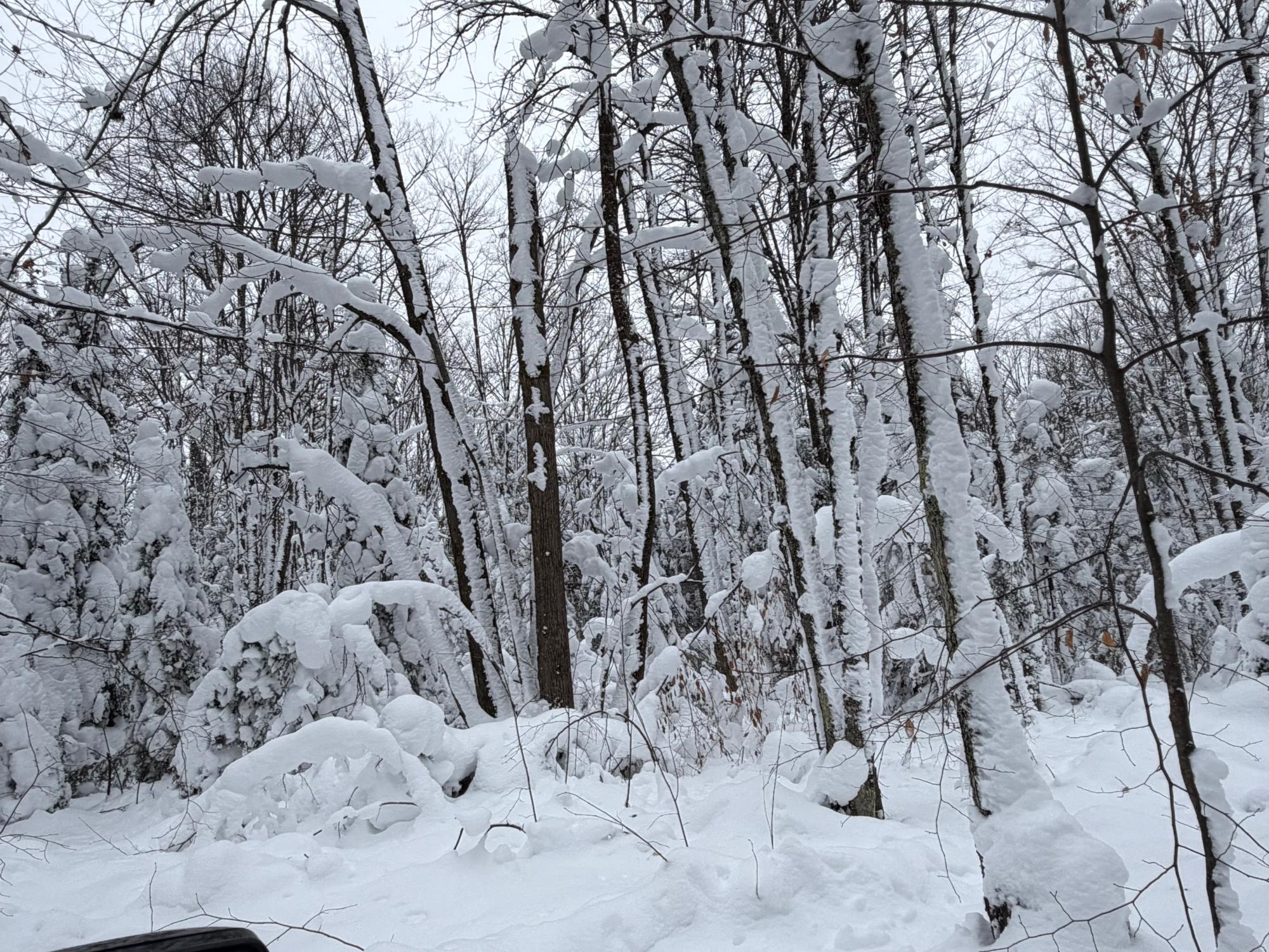 Undocumented Lake Property 8380 Harris Lake Rd E Photo 89