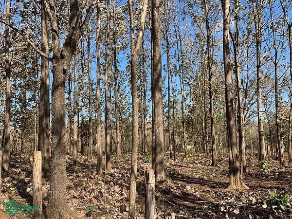 0 bed Land For Sale in Santa Cruz, Guanacaste - 1