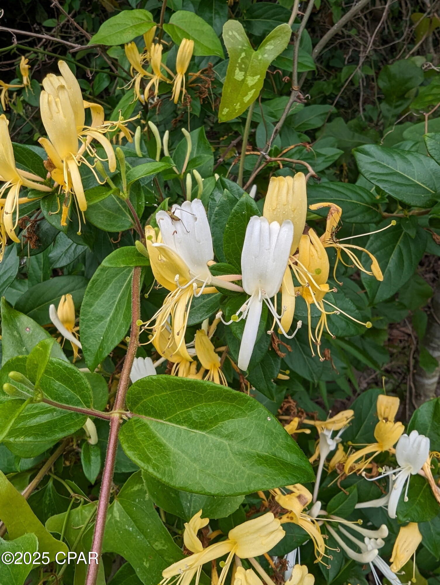 Image 40 For 7031 Hamilton Road