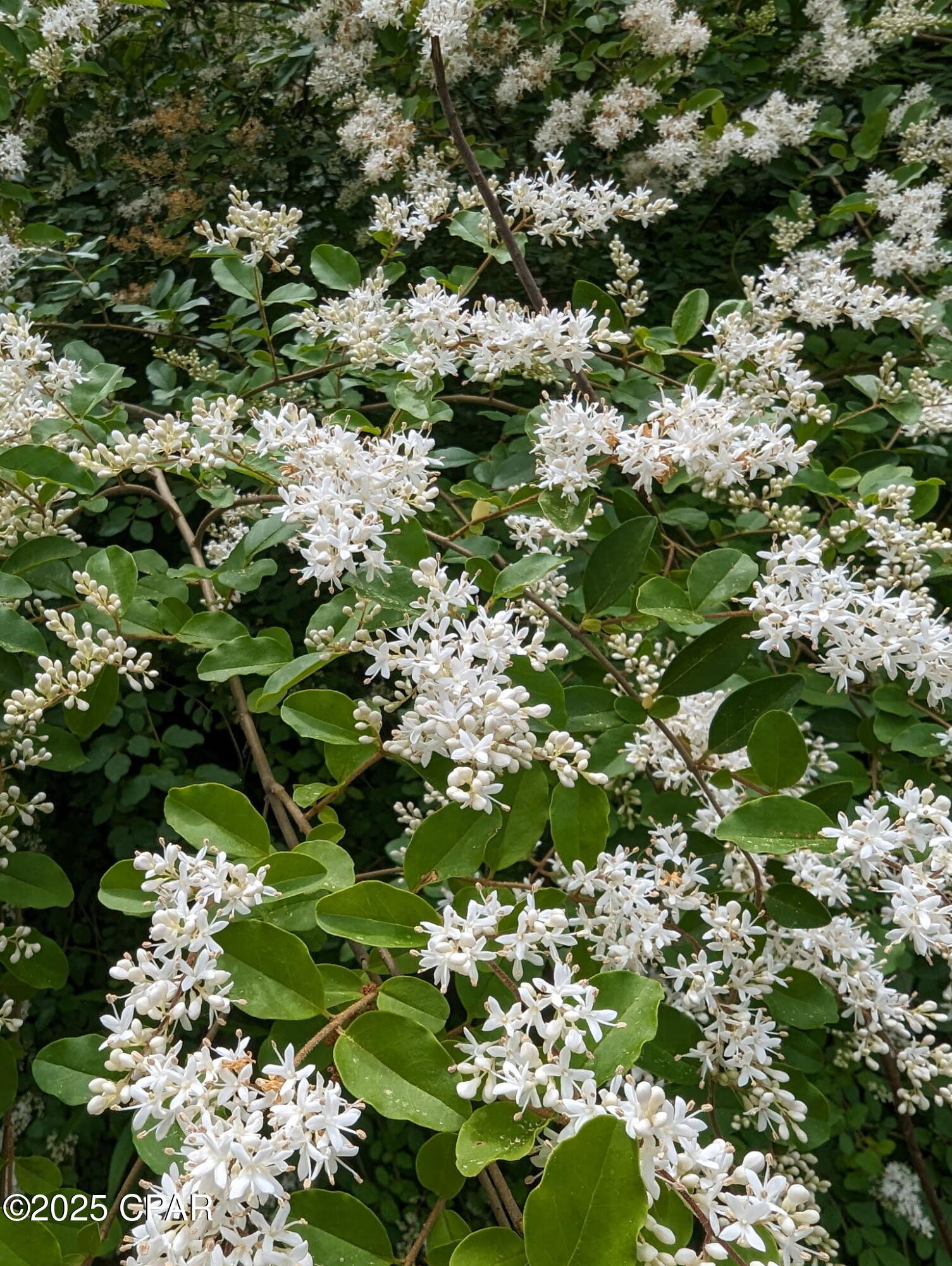 Image 41 For 7031 Hamilton Road