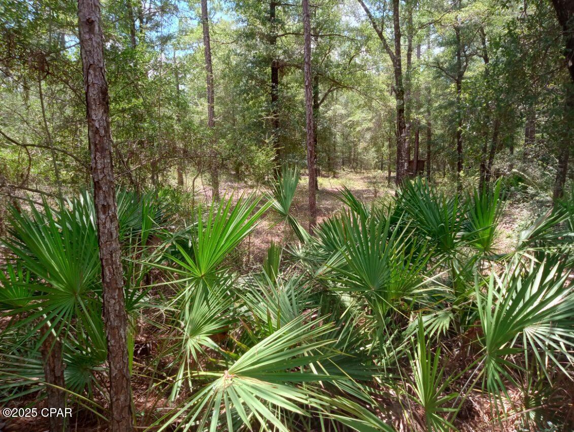 Image 12 For Lot 7 & 8 Yellow Poplar Avenue