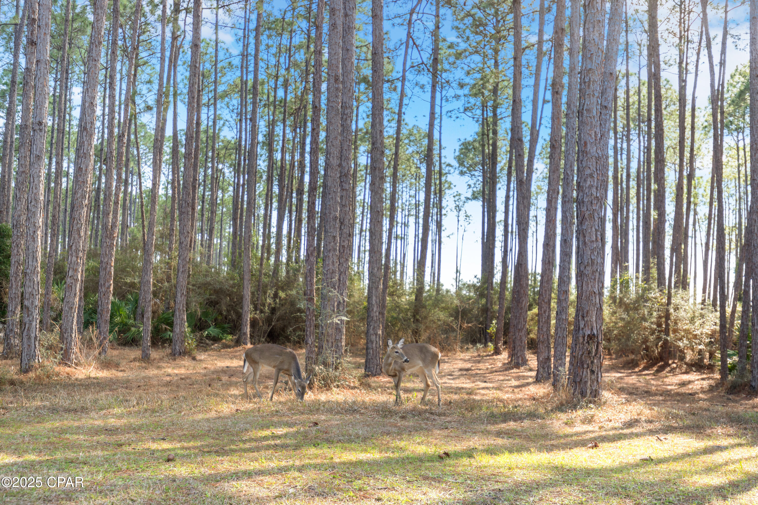 Image 49 For 6510 Sundew Marsh Trail Lot 61