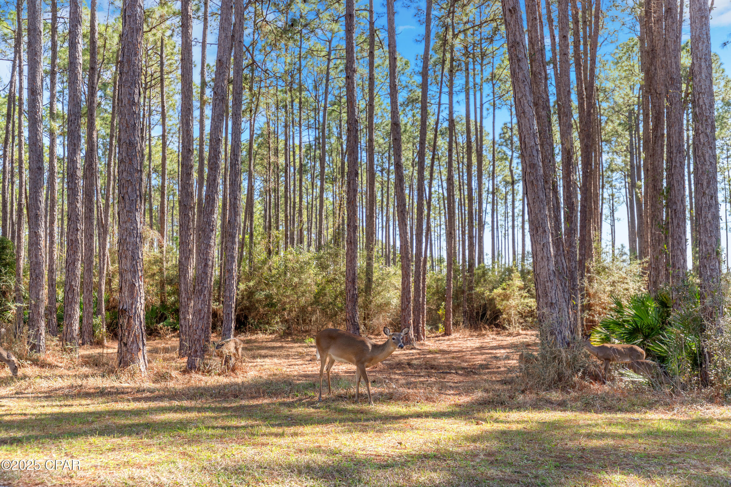 Image 52 For 6510 Sundew Marsh Trail Lot 61