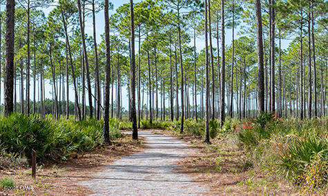 Image 10 For 7644 Coastal Hammock Trail