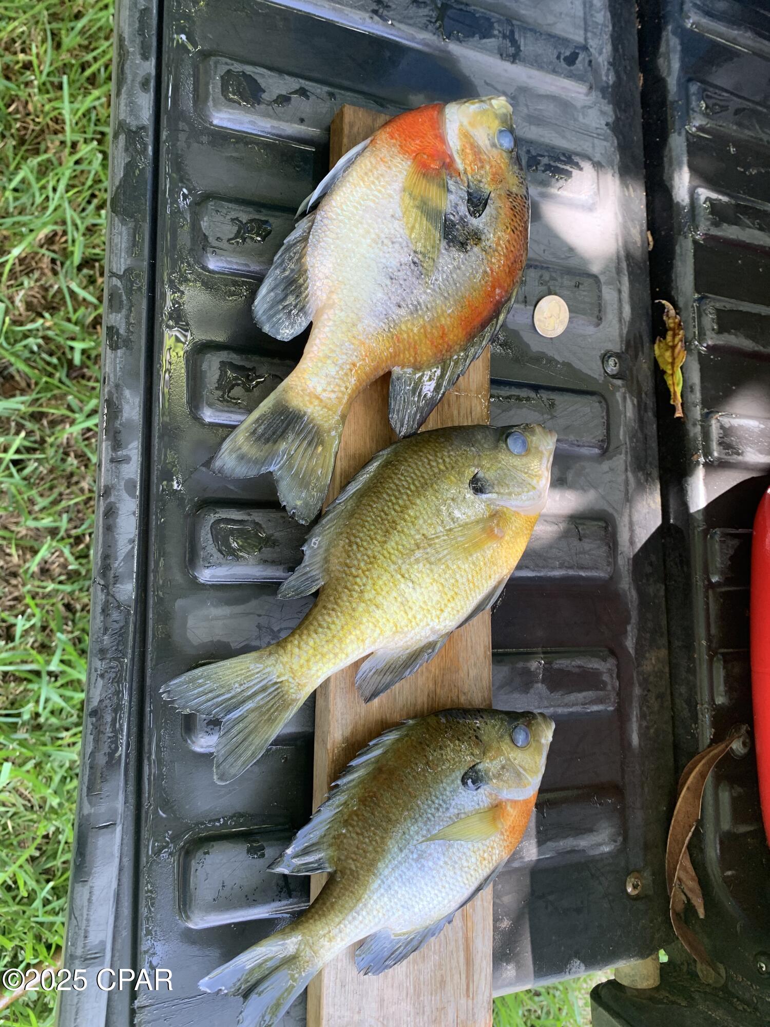 Image 5 For 000 Missy Lane