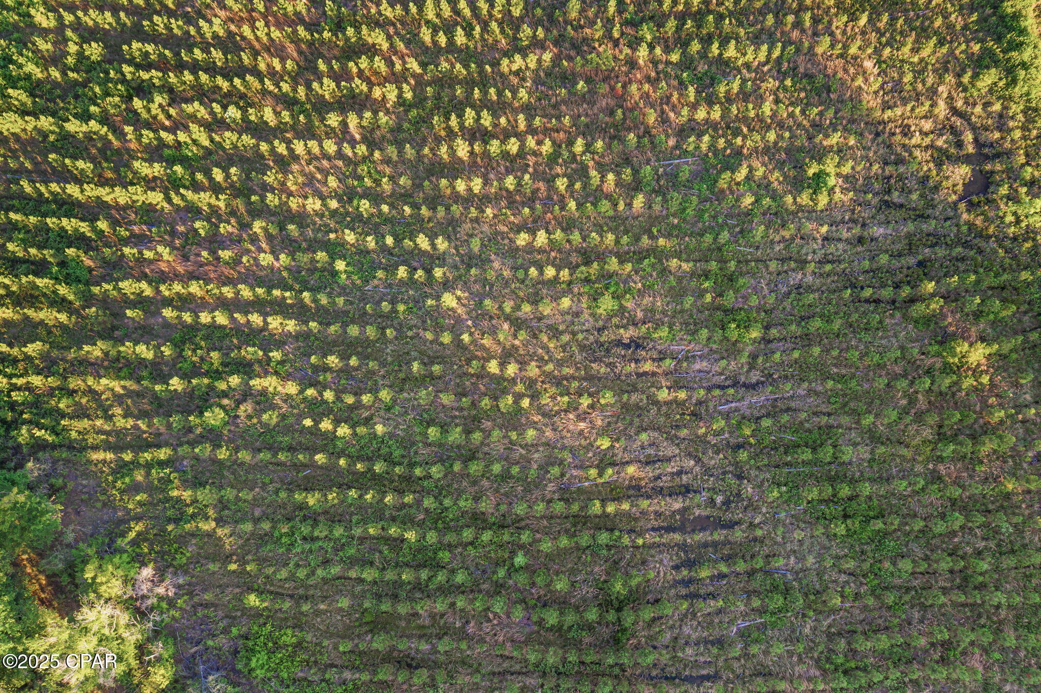 Image 10 For Xxx Cr 177  Lot 1