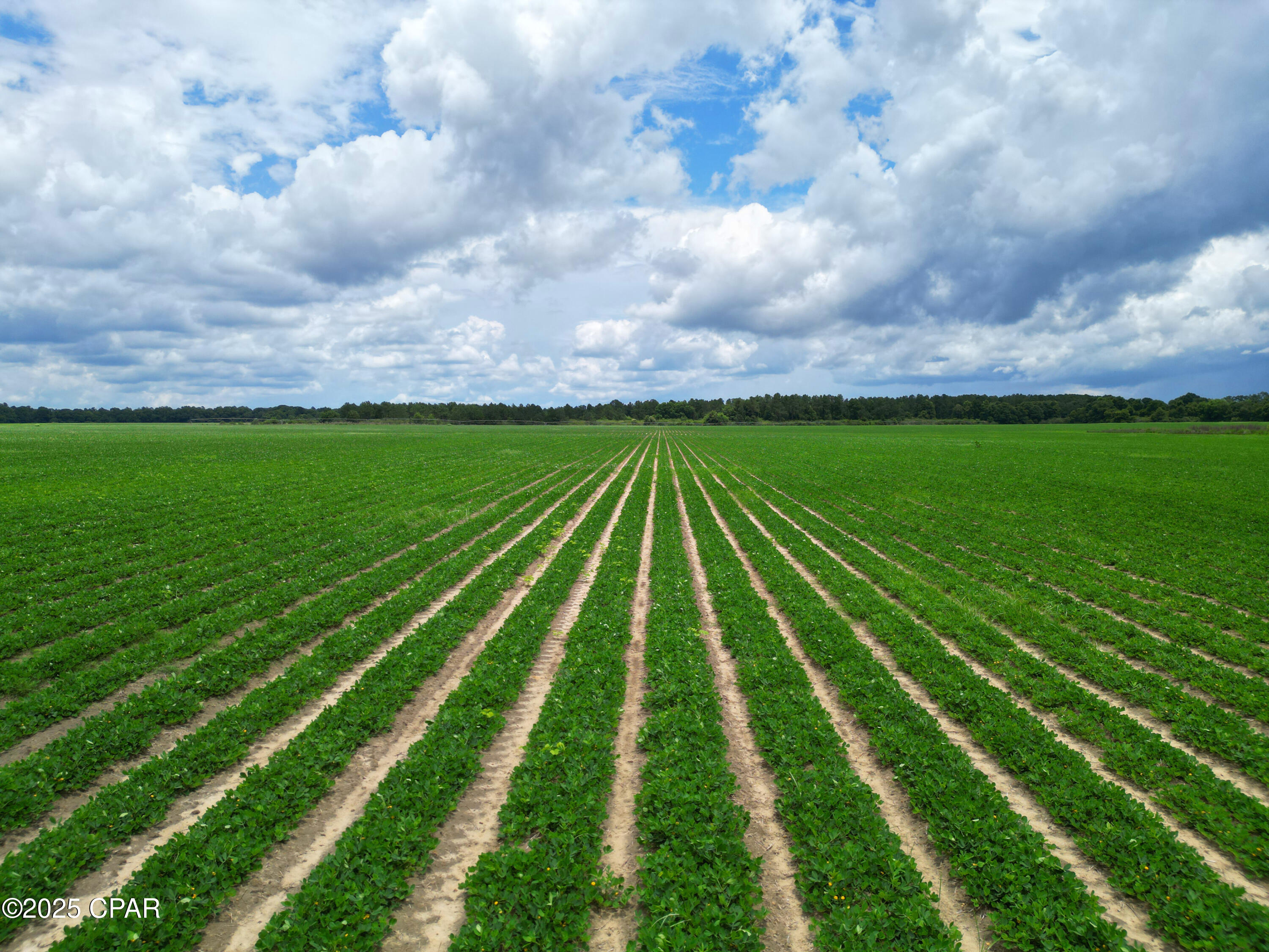 Image 3 For 00 Blue Star Highway