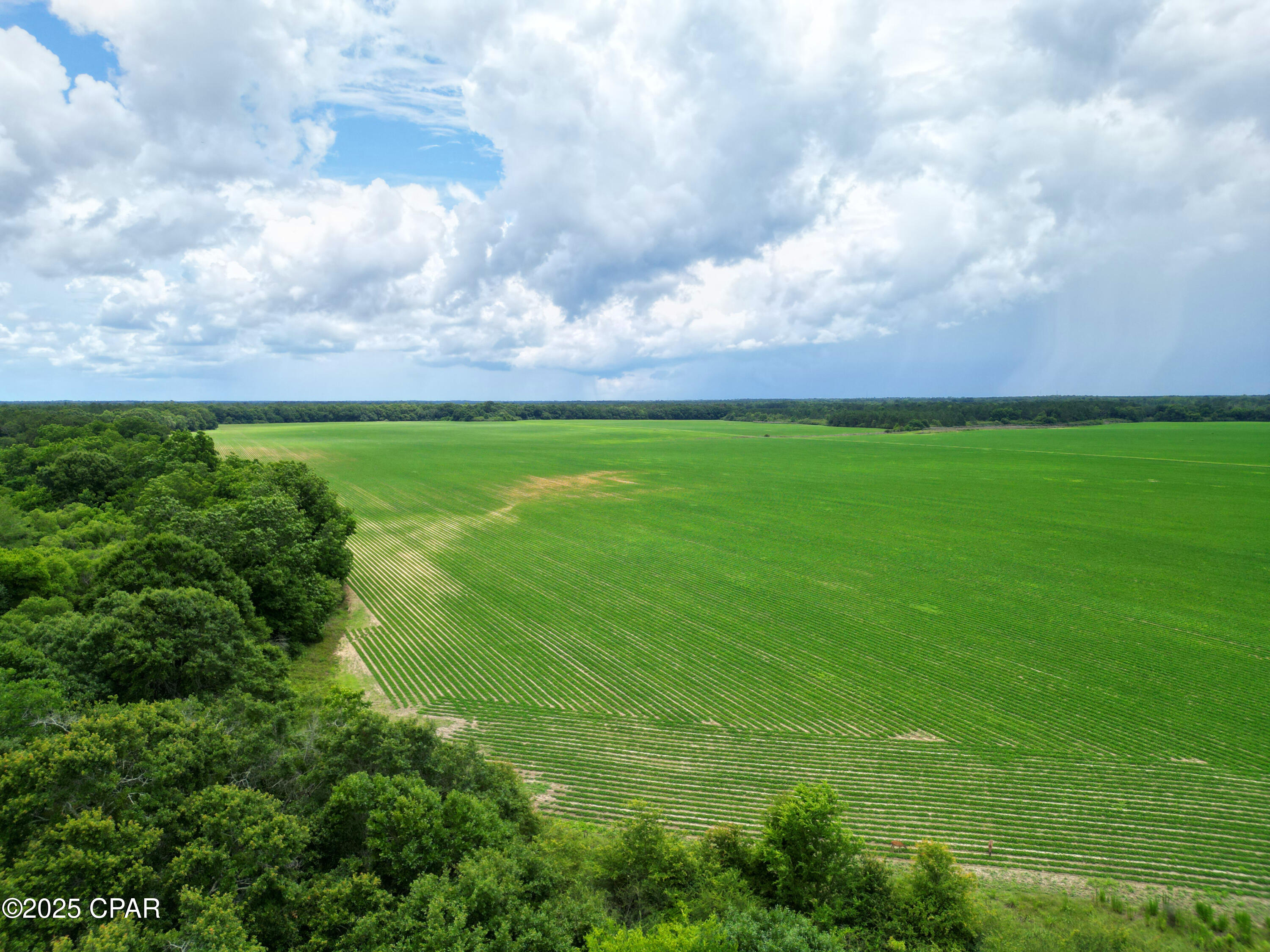 Image 4 For 00 Blue Star Highway