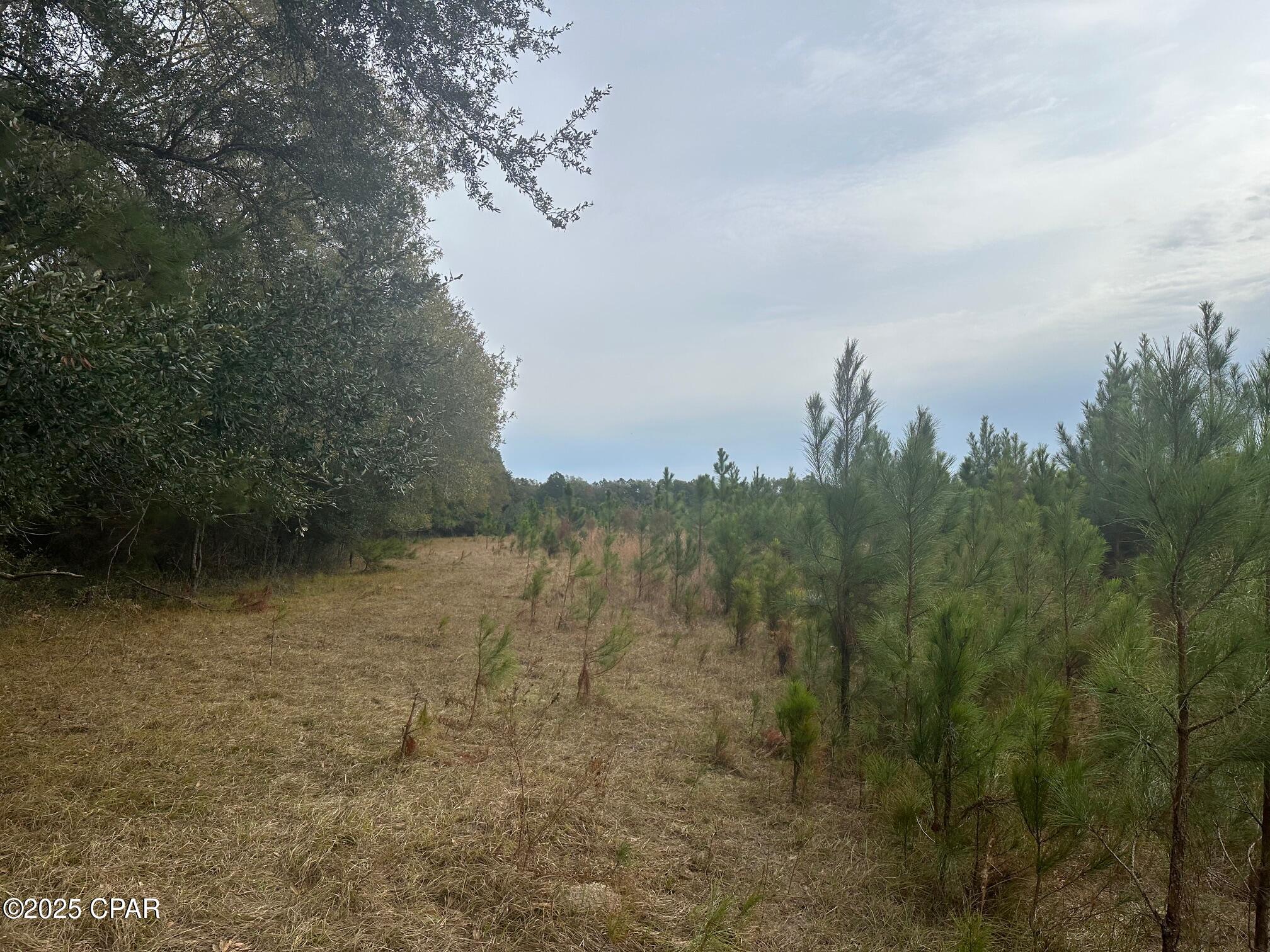 Image 8 For 00 Blue Star Highway