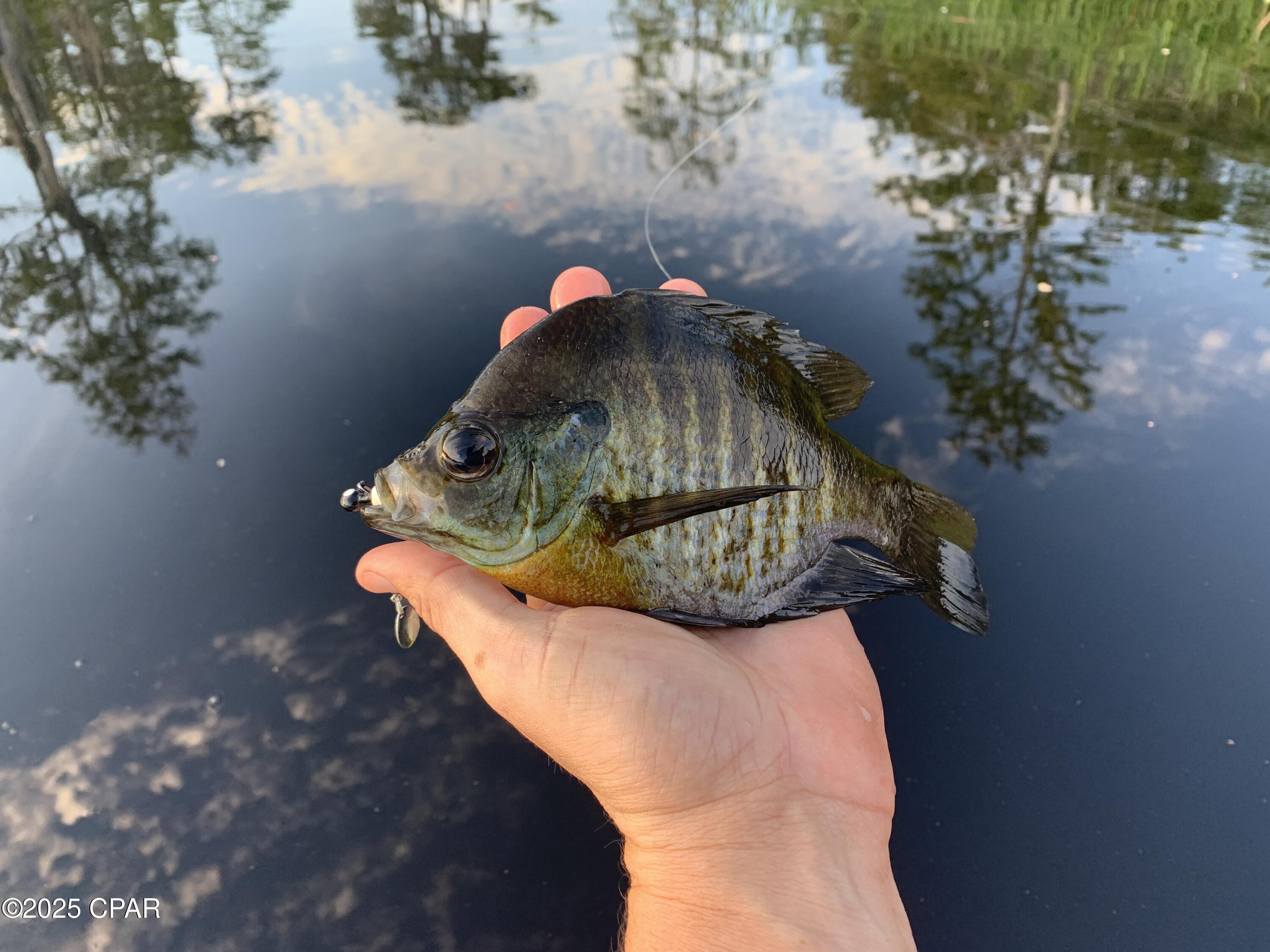 Image 26 For Lot 37 Cove Road