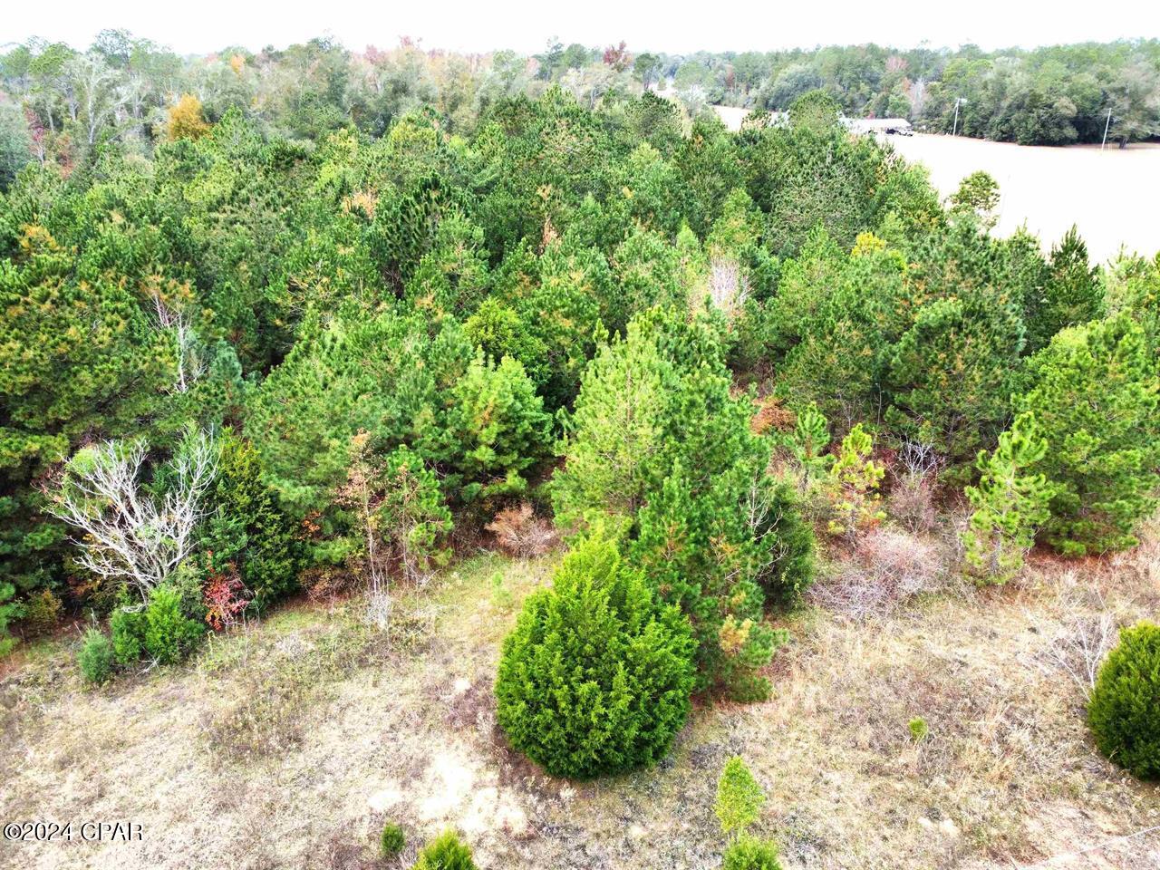 Homes for sale in Bristol, FL | Xxx Freeman Rd, Bristol, FL 32321 | MLS# 766012