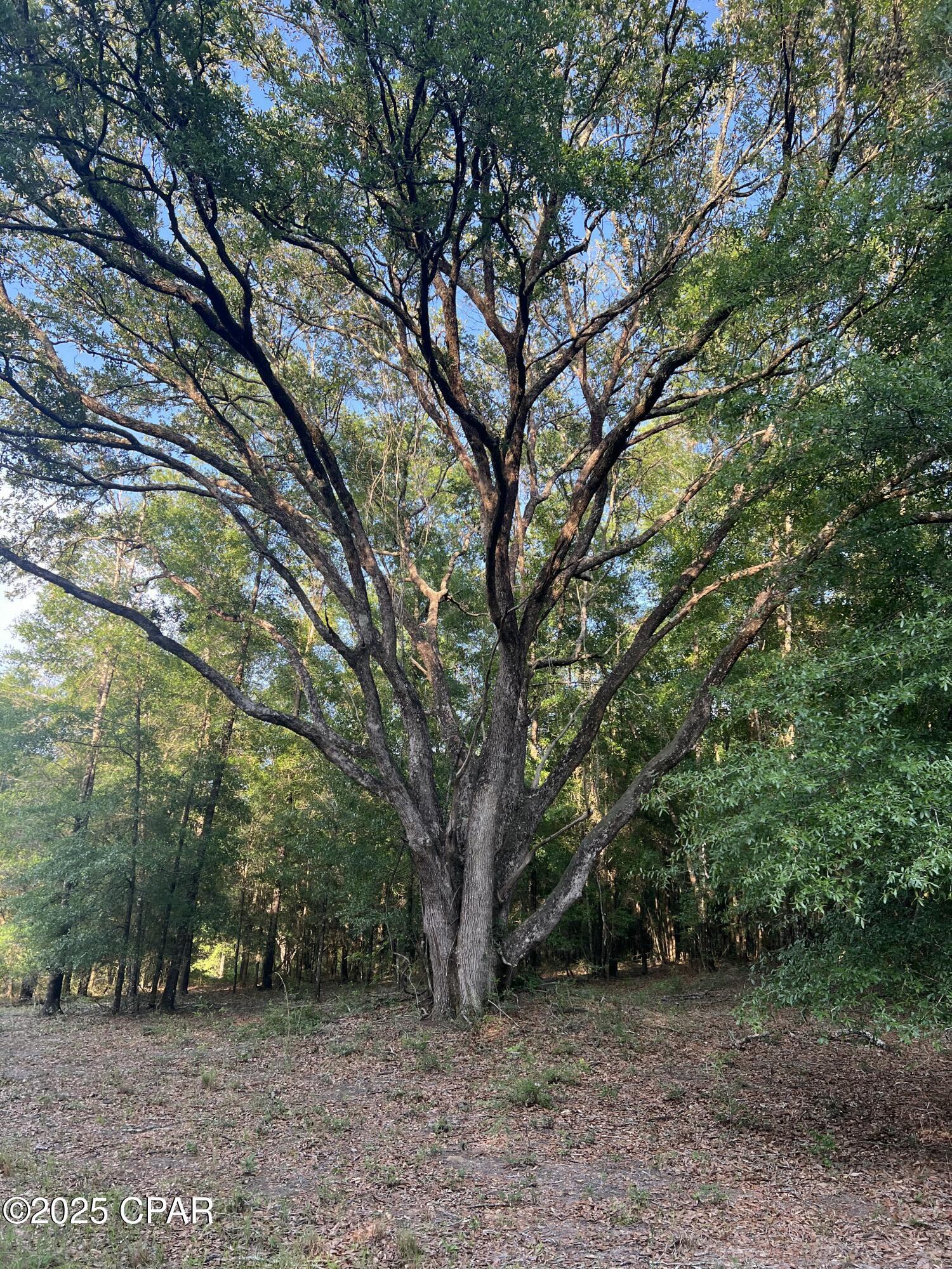 Image 18 For 1750 Turkey Oak Trail