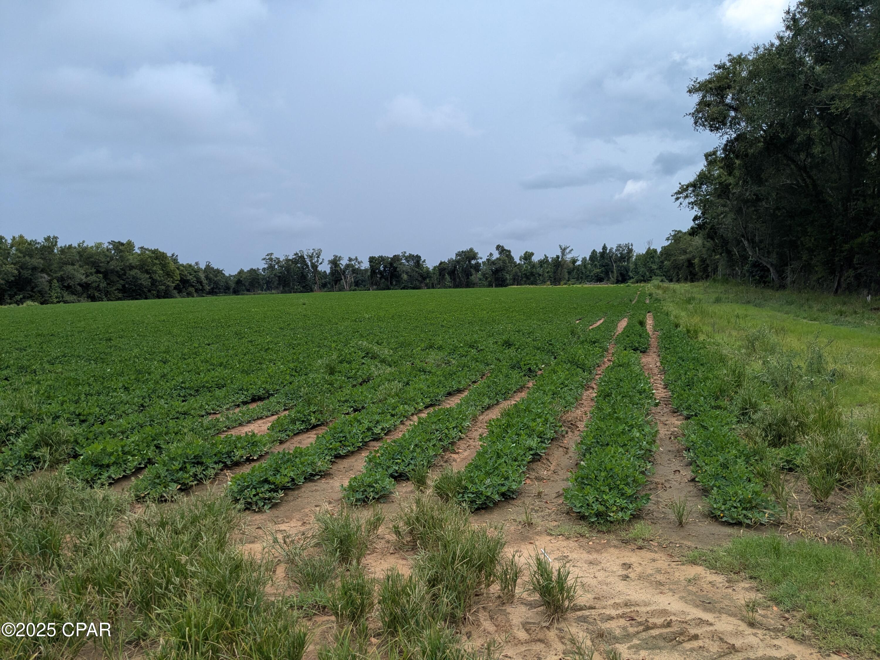 Details for 0 Sr 71  , Malone, FL 32445