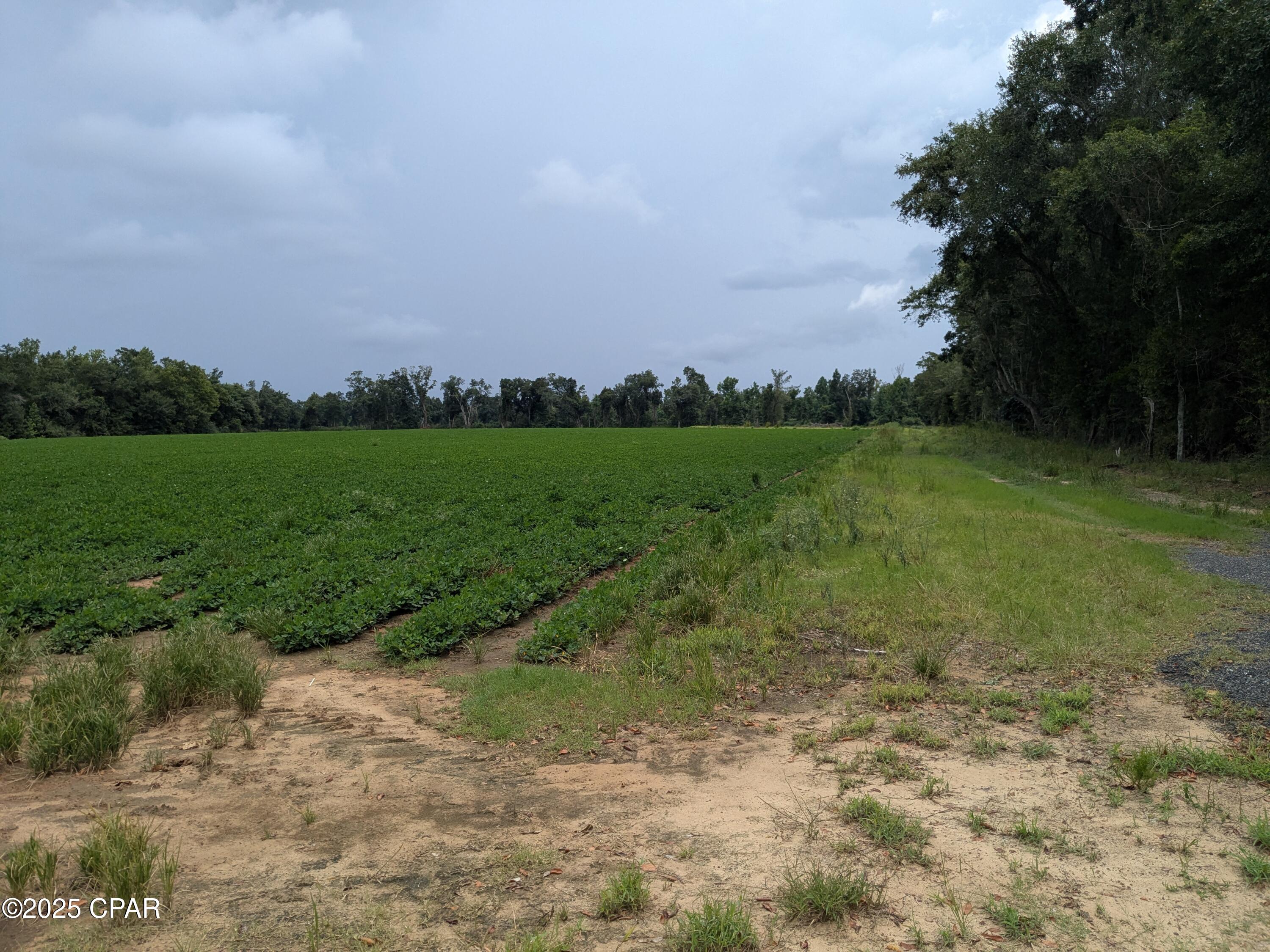 Homes for sale in Malone, FL | 0 Sr 71, Malone, FL 32445 | MLS# 772626