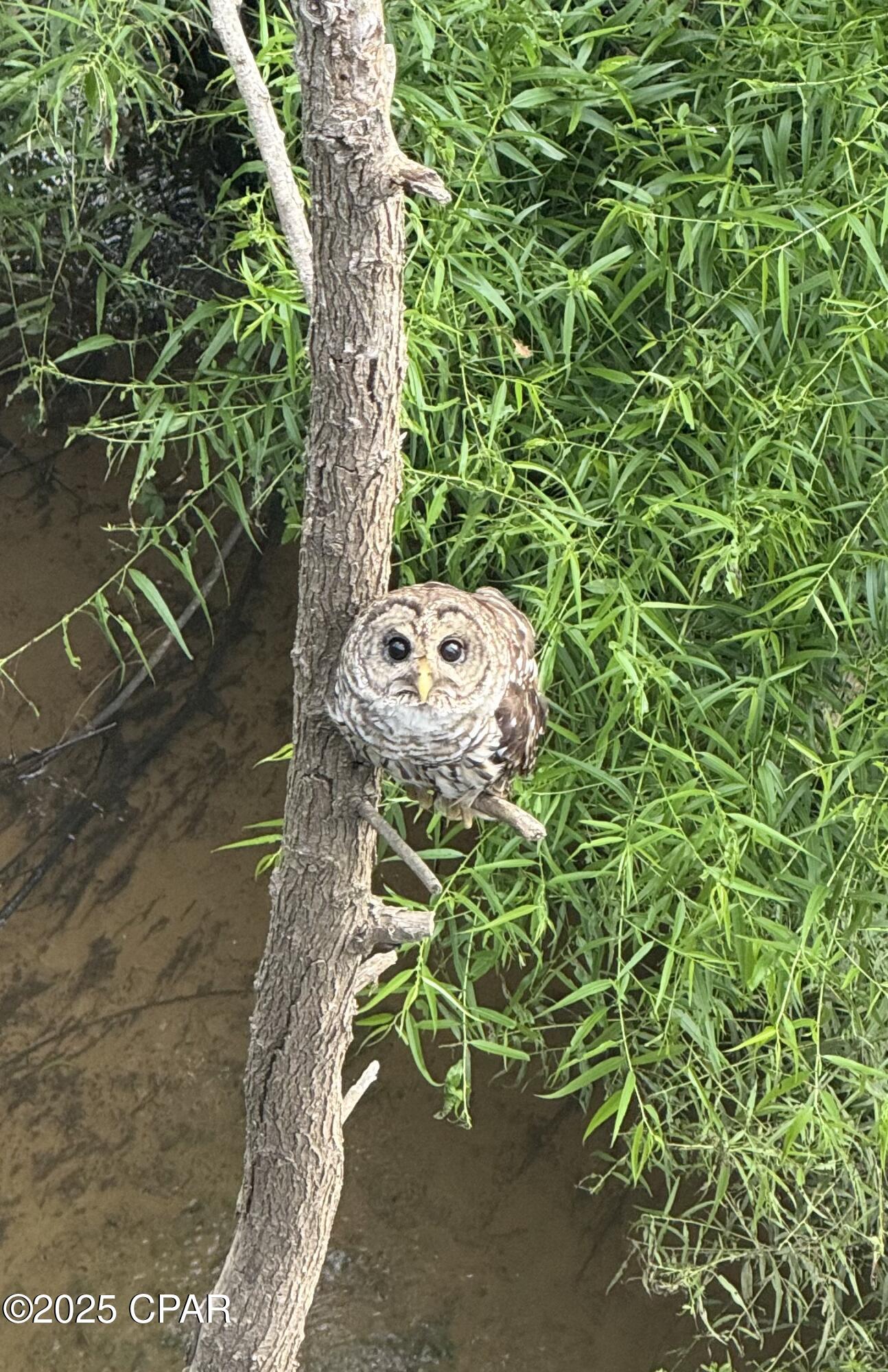 Image 25 For 8599 Gadsen Trail