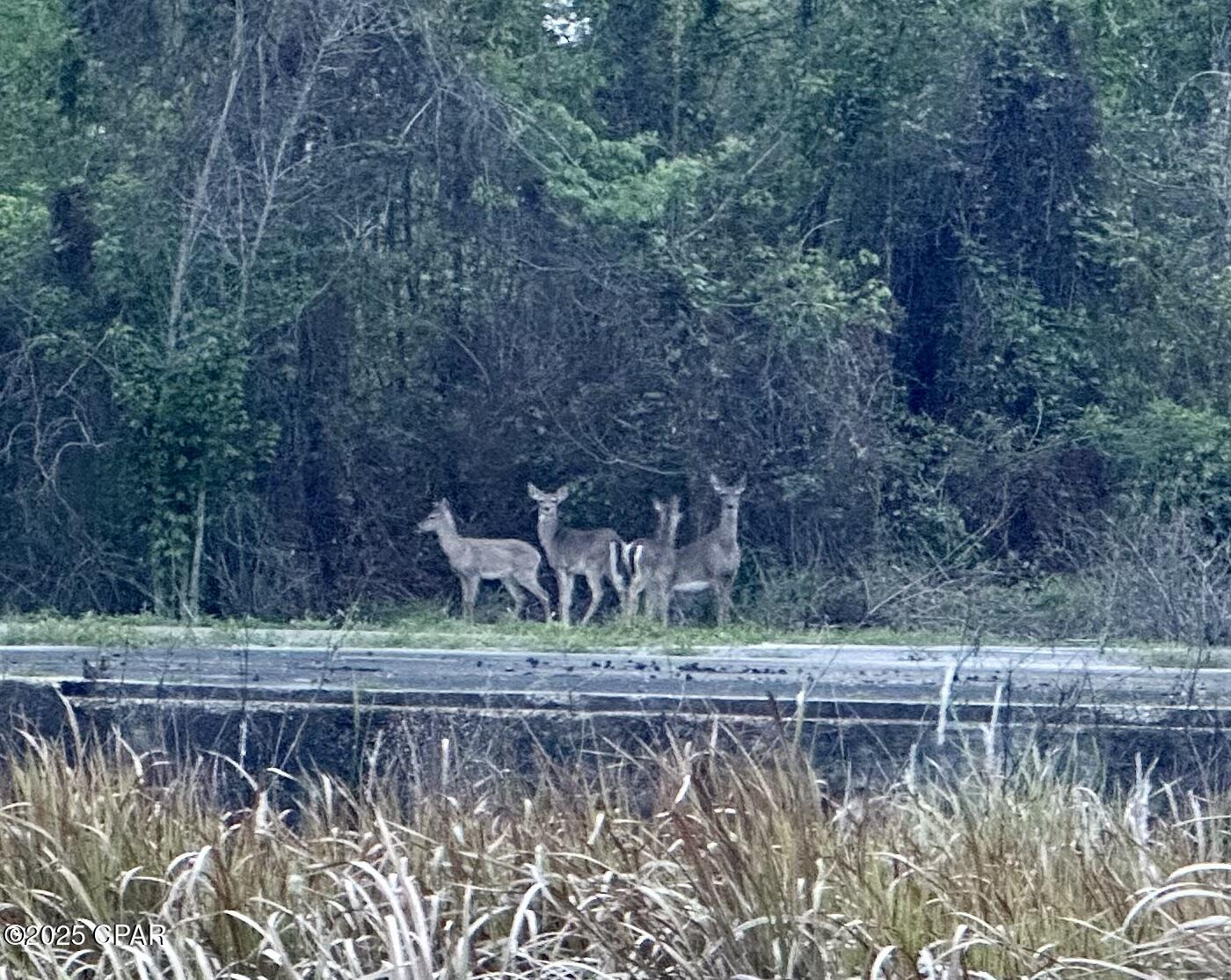 Image 26 For 8599 Gadsen Trail