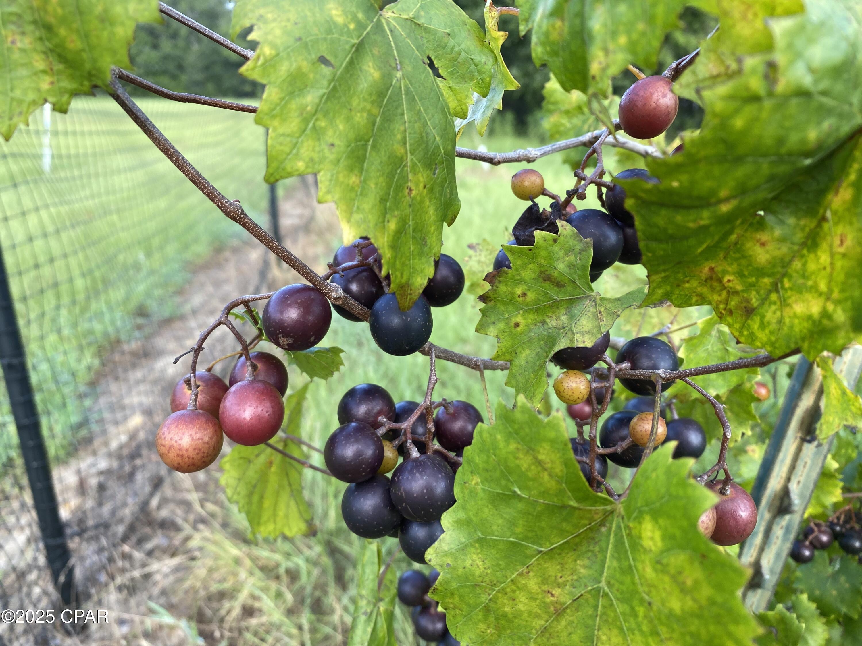 Image 37 For 3754 Annie Road