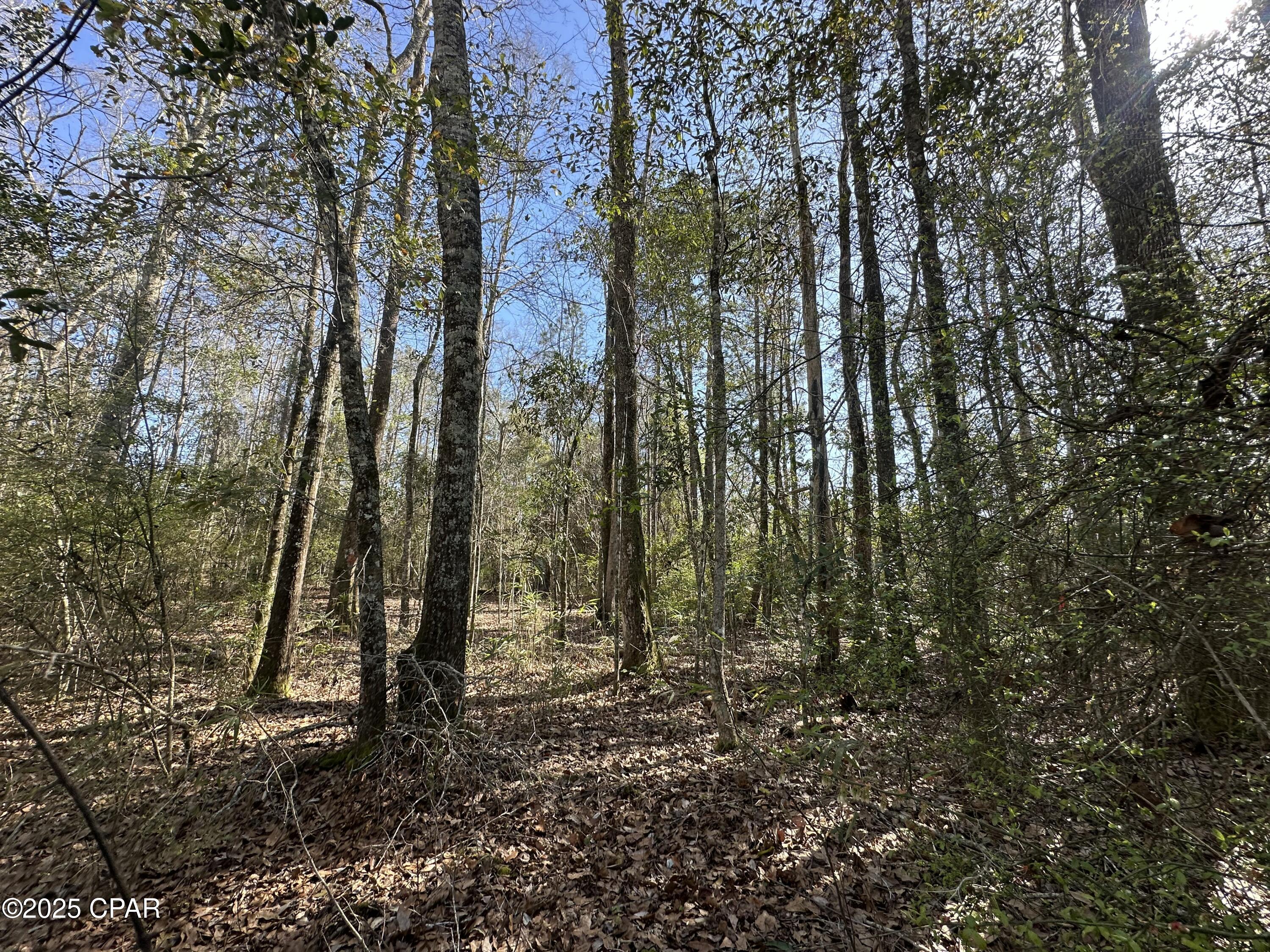 Listing photo id 4 for Tract#6317 Harris Stevenson Road