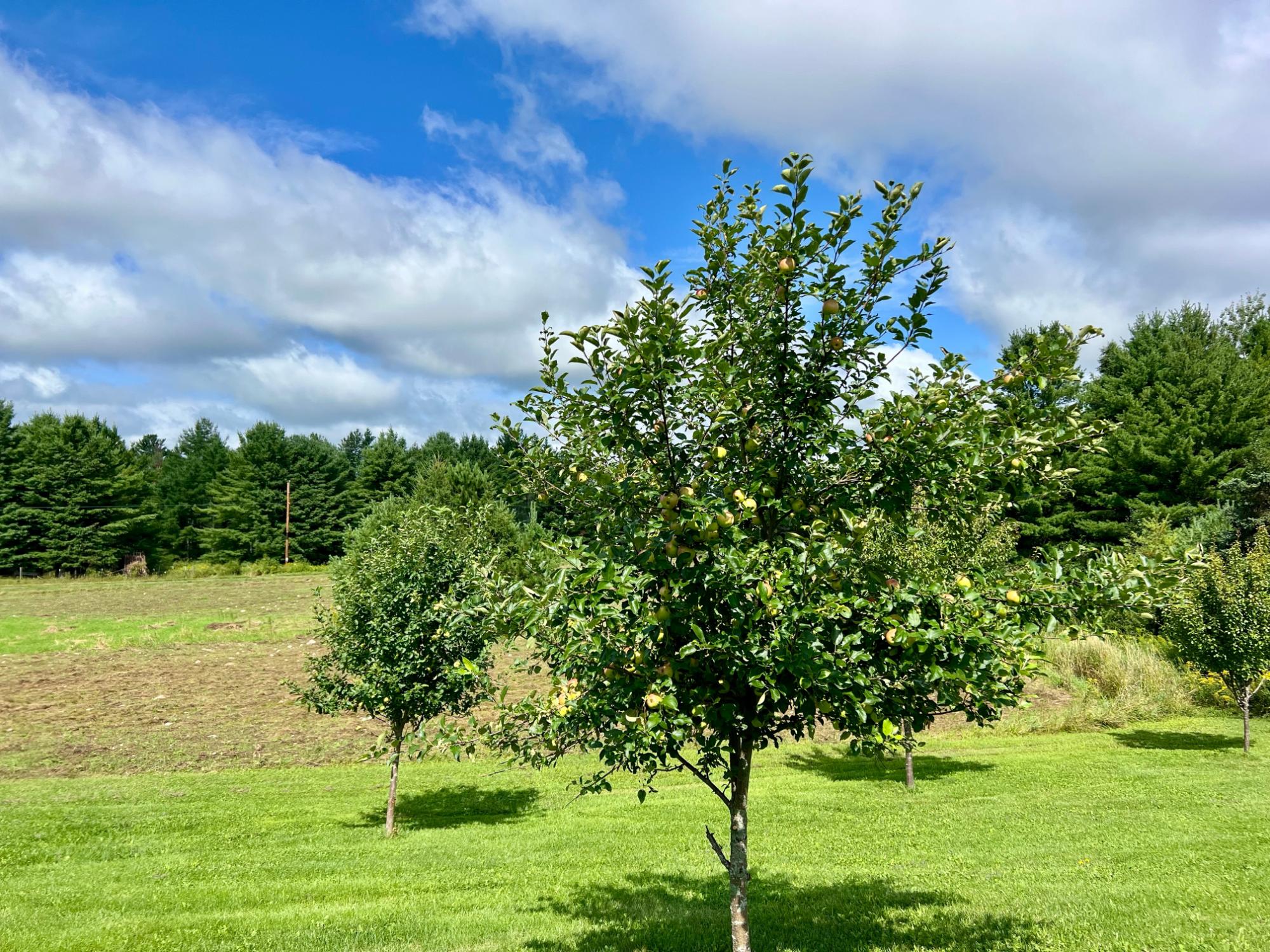 Undocumented Lake Property N1780 Hilmar Olson Rd Photo 37