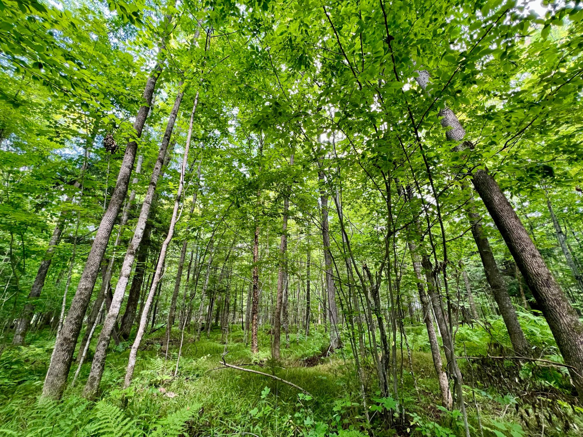 Undocumented Lake Property N1780 Hilmar Olson Rd Photo 39