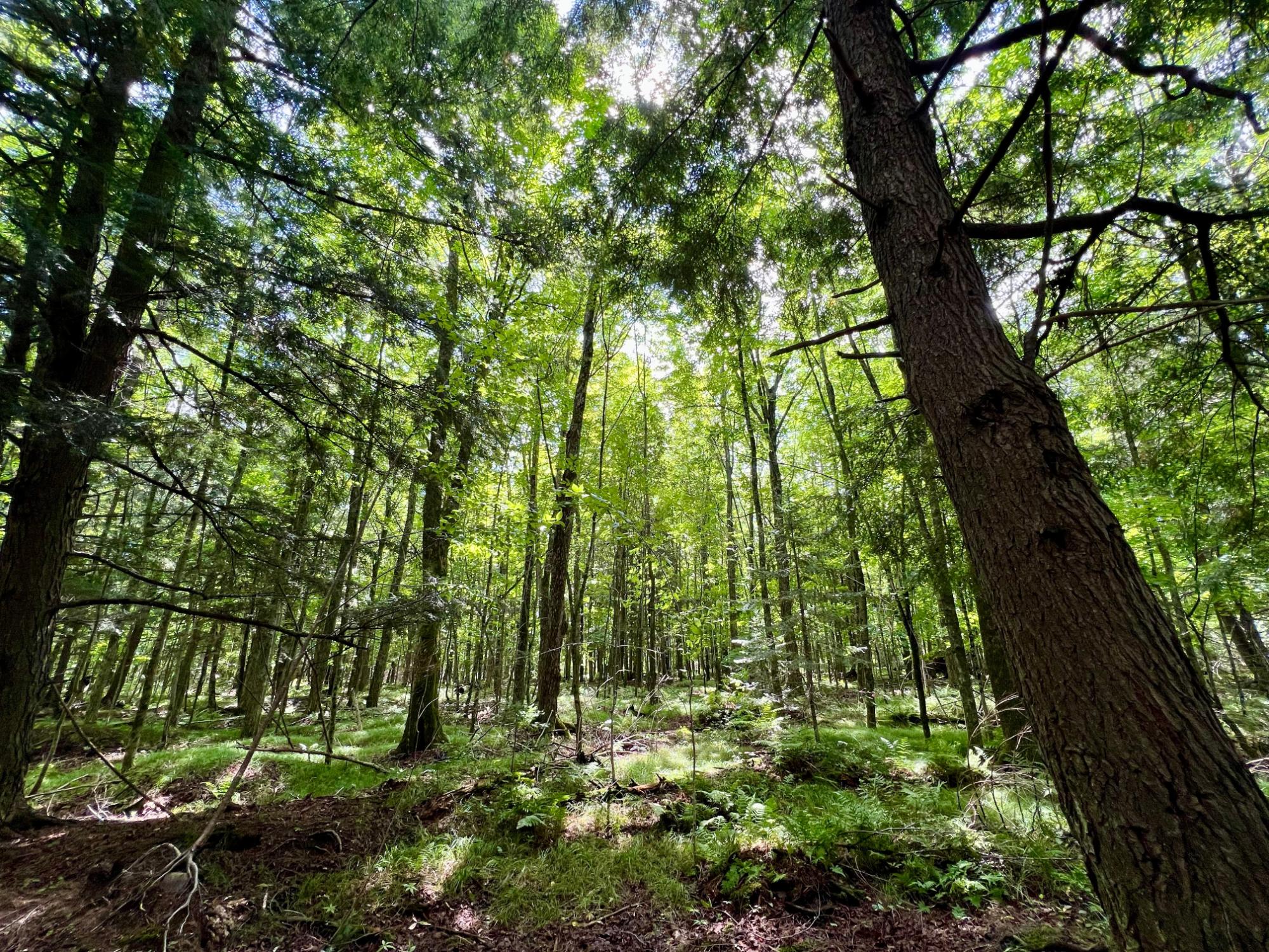 Undocumented Lake Property N1780 Hilmar Olson Rd Photo 40