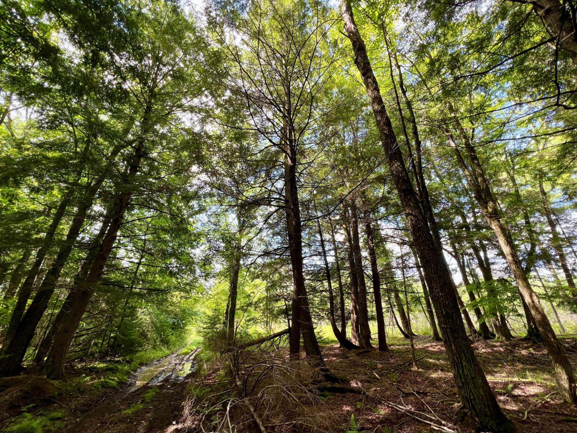 Undocumented Lake Property N1780 Hilmar Olson Rd Photo 42