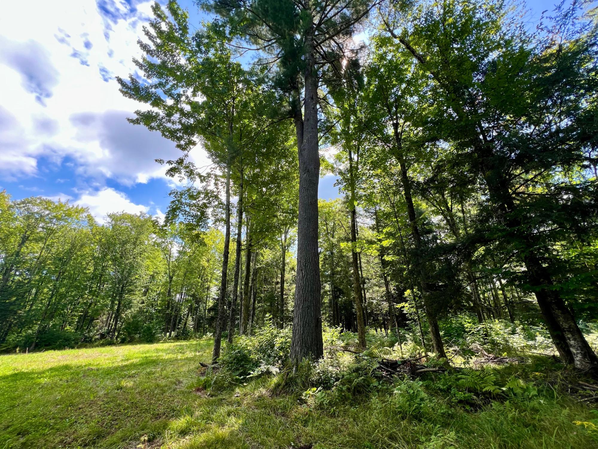 Undocumented Lake Property N1780 Hilmar Olson Rd Photo 43