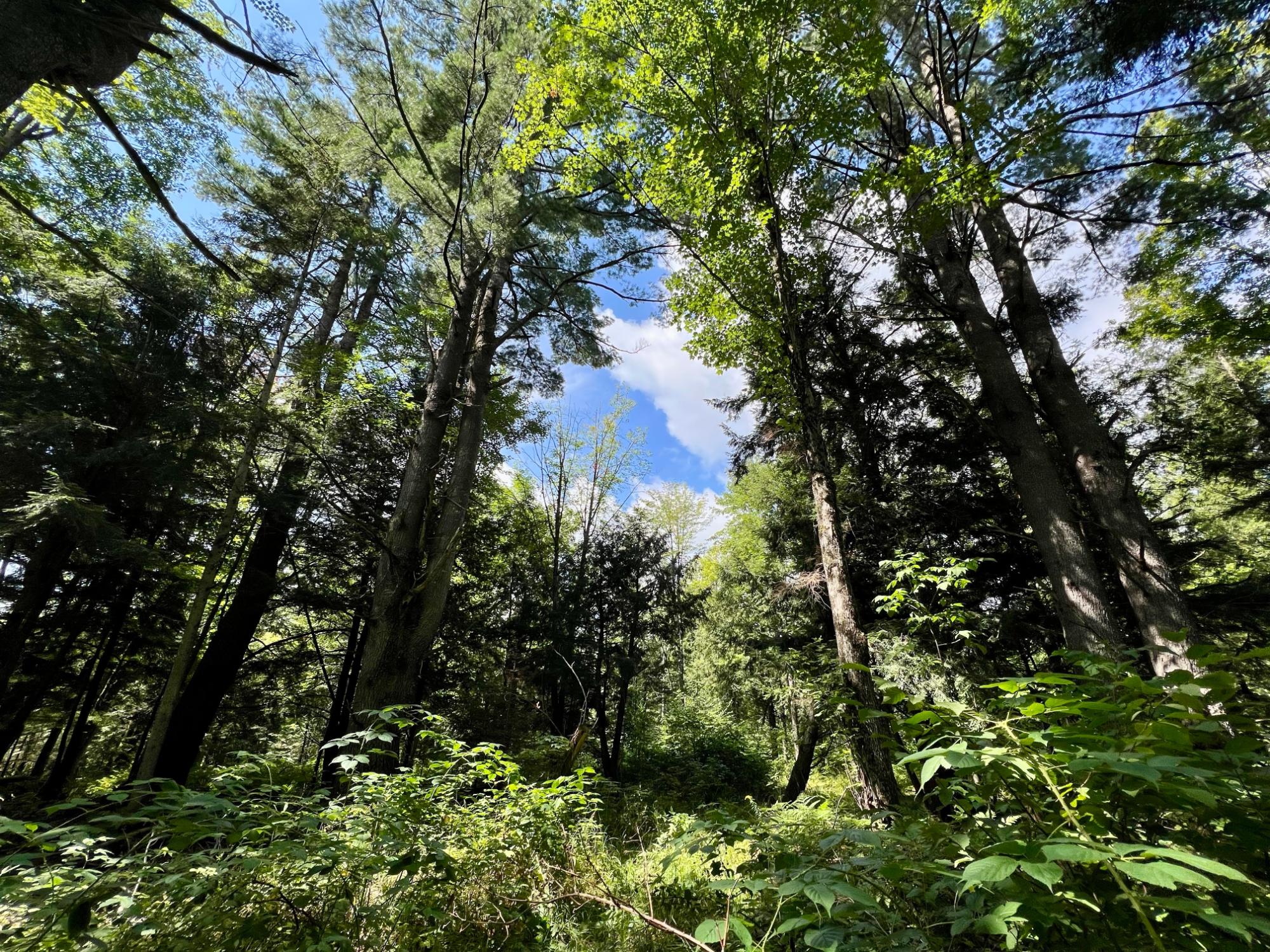 Undocumented Lake Property N1780 Hilmar Olson Rd Photo 44