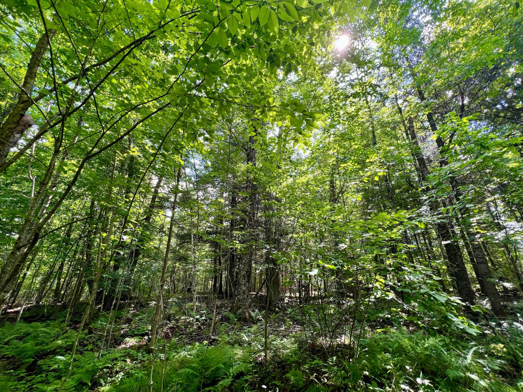 Undocumented Lake Property N1780 Hilmar Olson Rd Photo 45