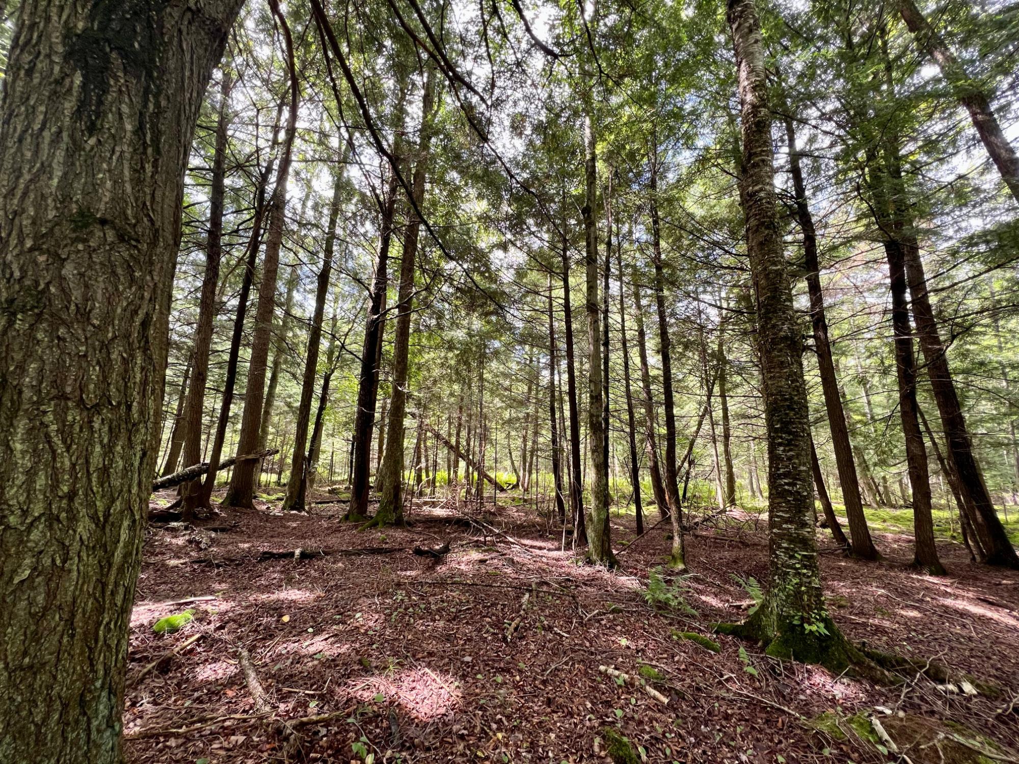 Undocumented Lake Property N1780 Hilmar Olson Rd Photo 47