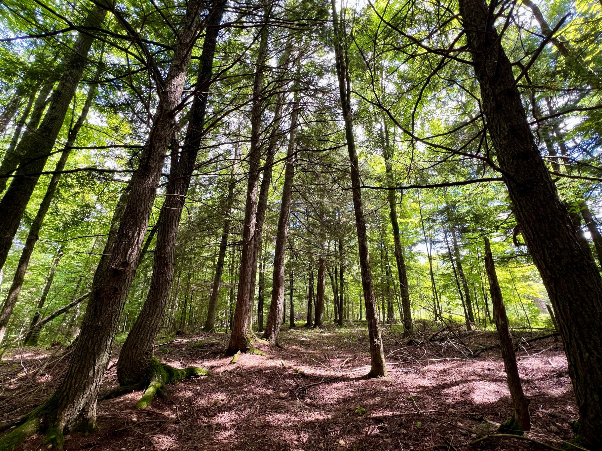 Undocumented Lake Property N1780 Hilmar Olson Rd Photo 48