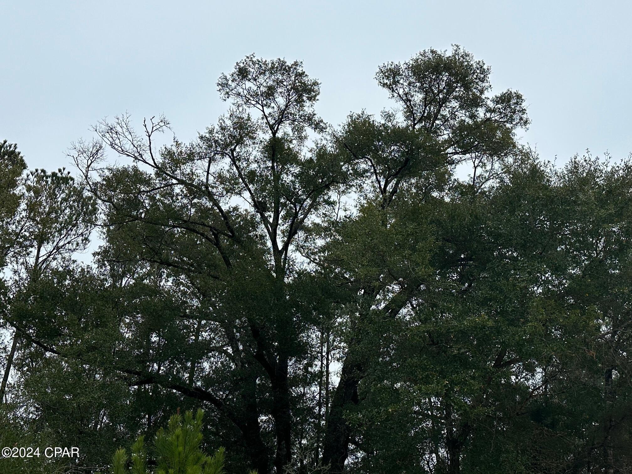 Homes for sale in Caryville, FL | Tract 6418 N Mattox Springs Rd #1, Caryville, FL 32427 | MLS# 777931